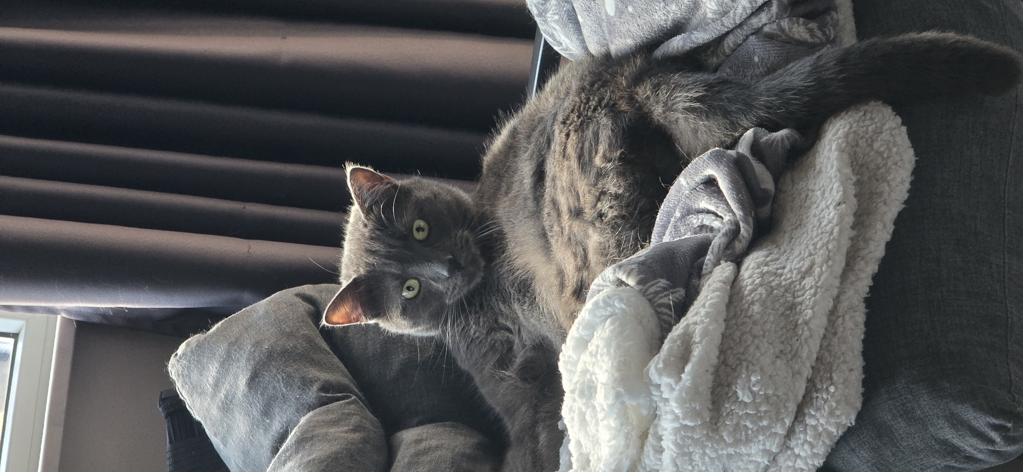 Lazy afternoon with cats, birds, and pizza in Vratsa