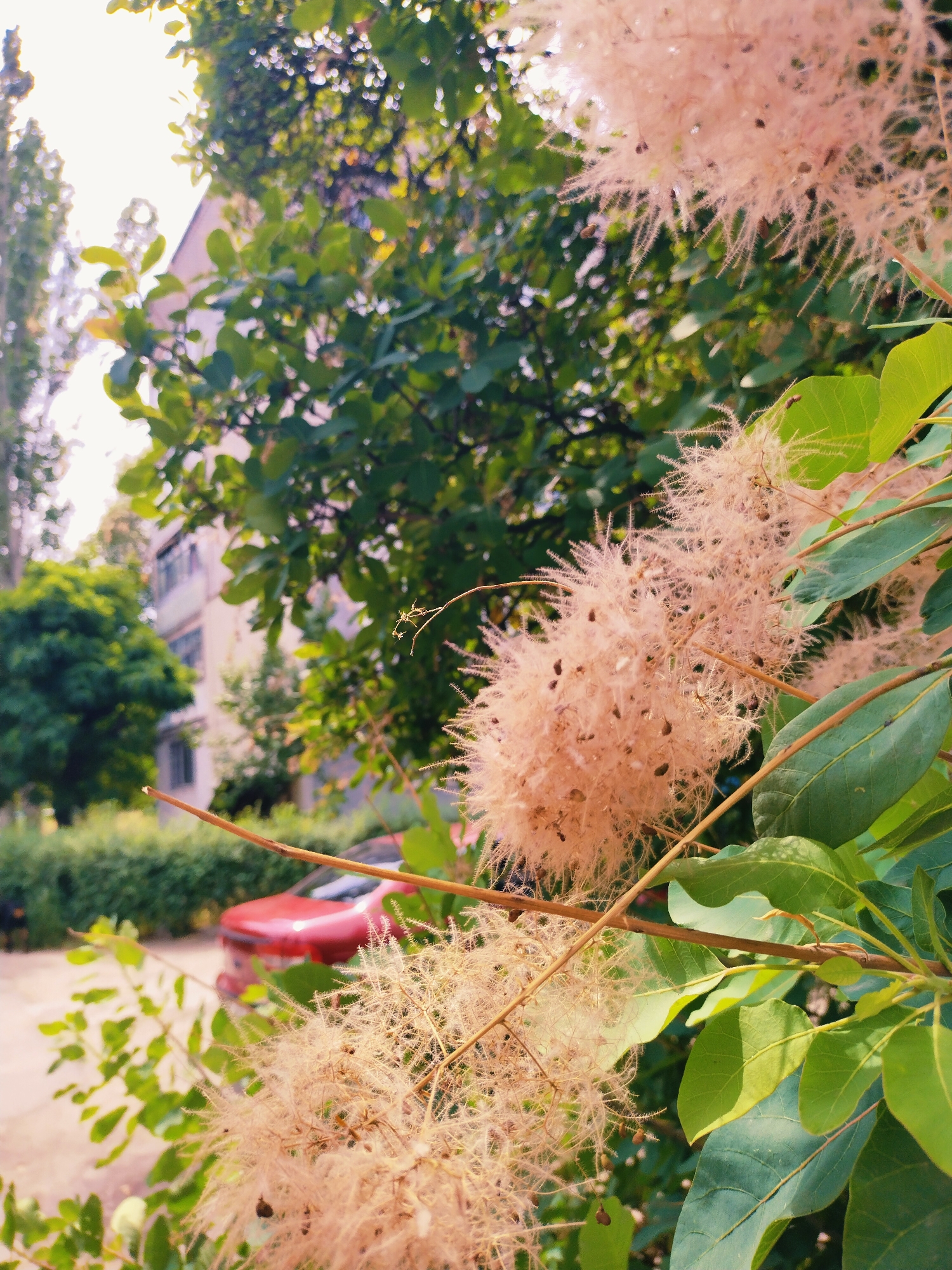 A quiet summer morning in a Ukrainian garden, flowers to breakfast.