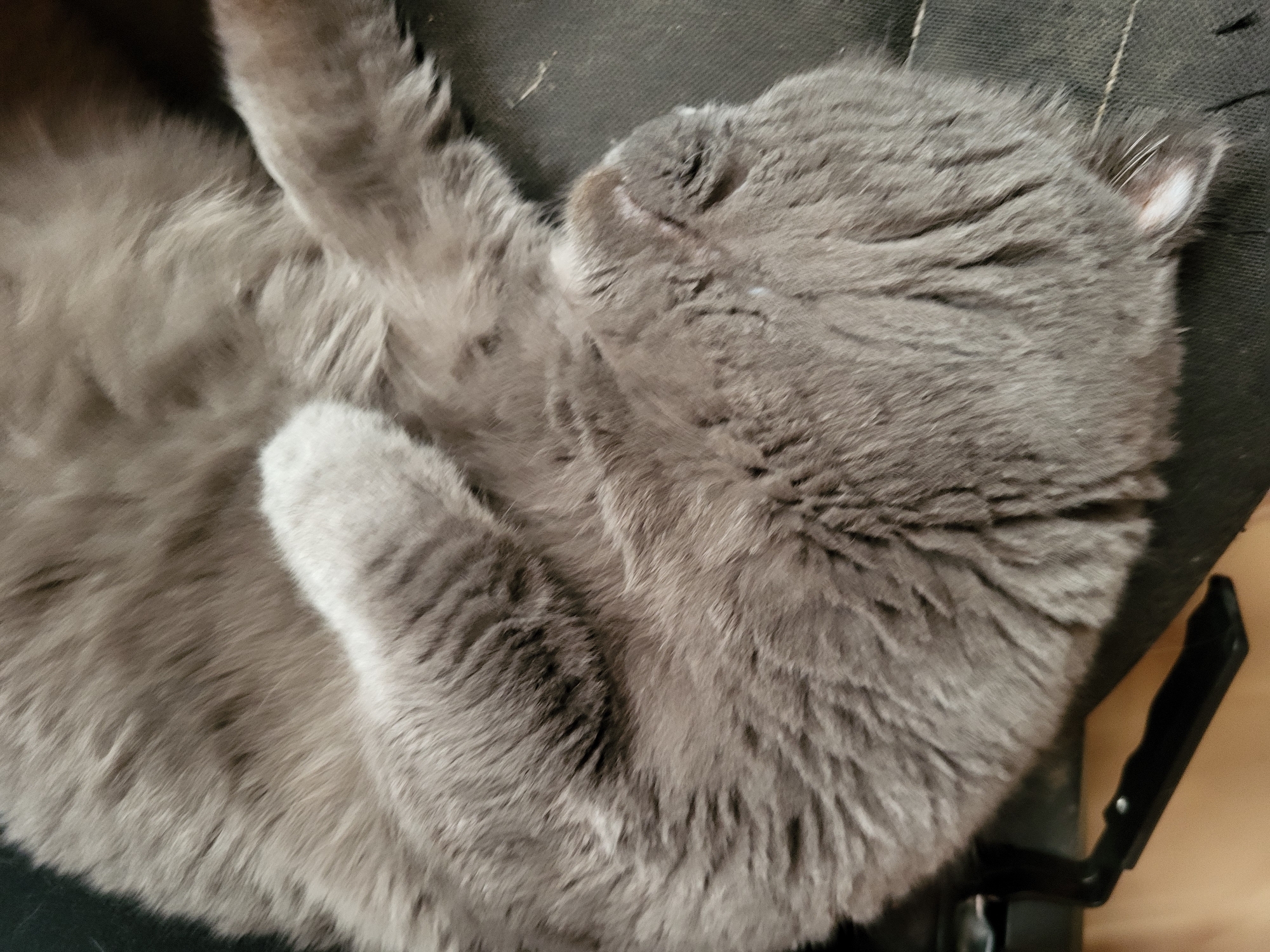 Gray cat naps on shoes amid cloudy urban afternoon