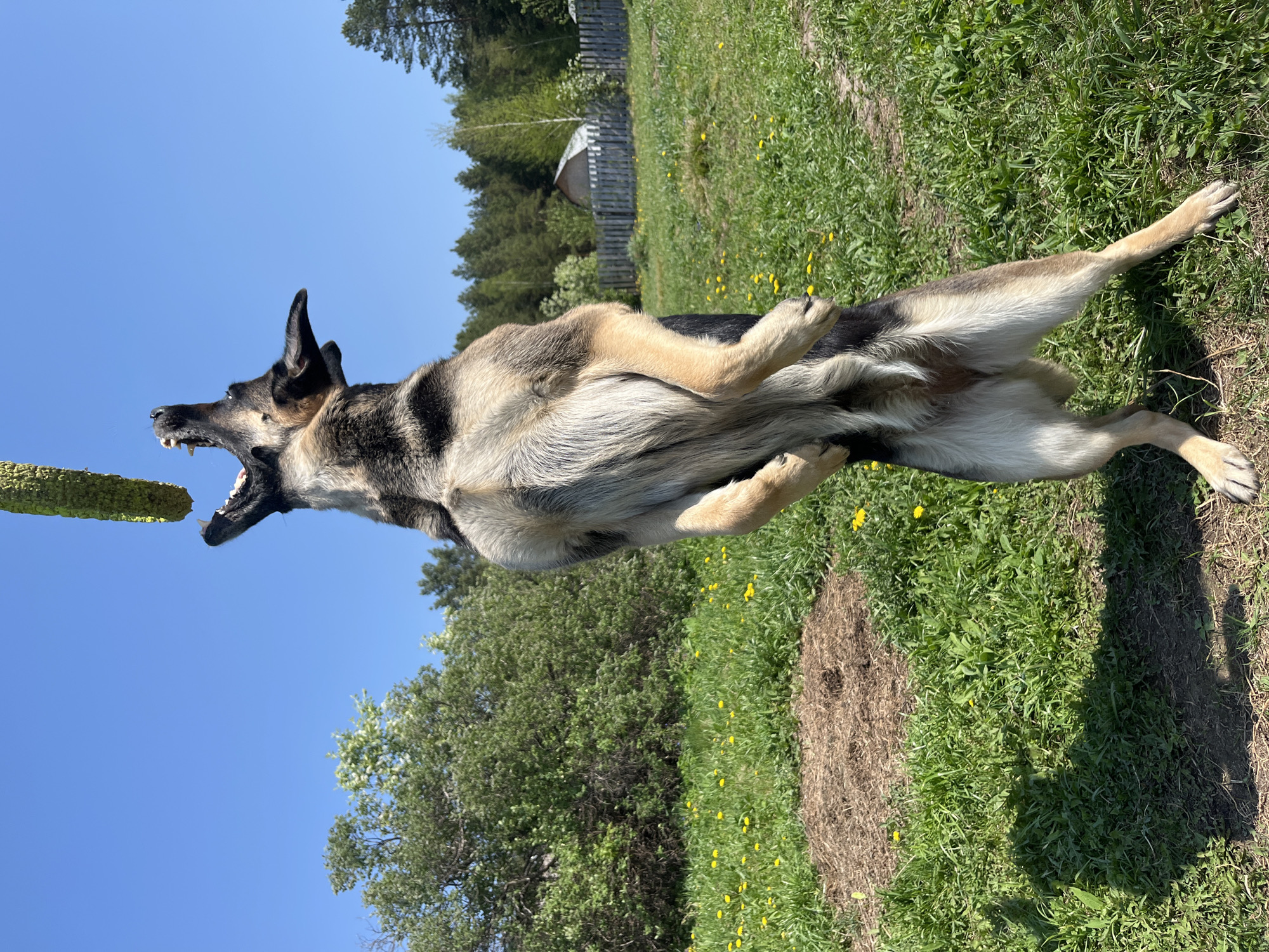 German Shepherds play in sunny fields in Nizhny Tagil
