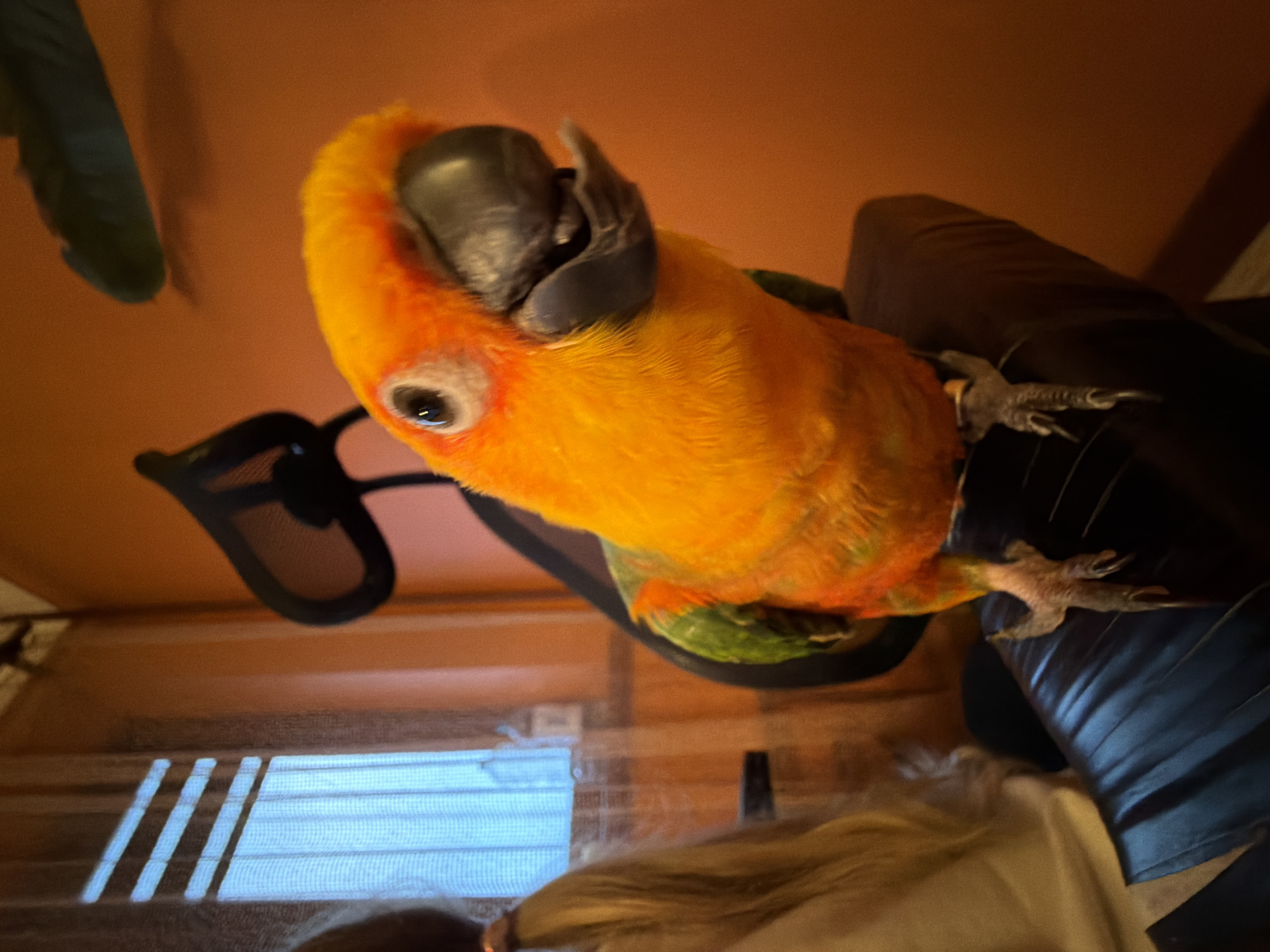 Evening with a sun conure parrot in Khimki