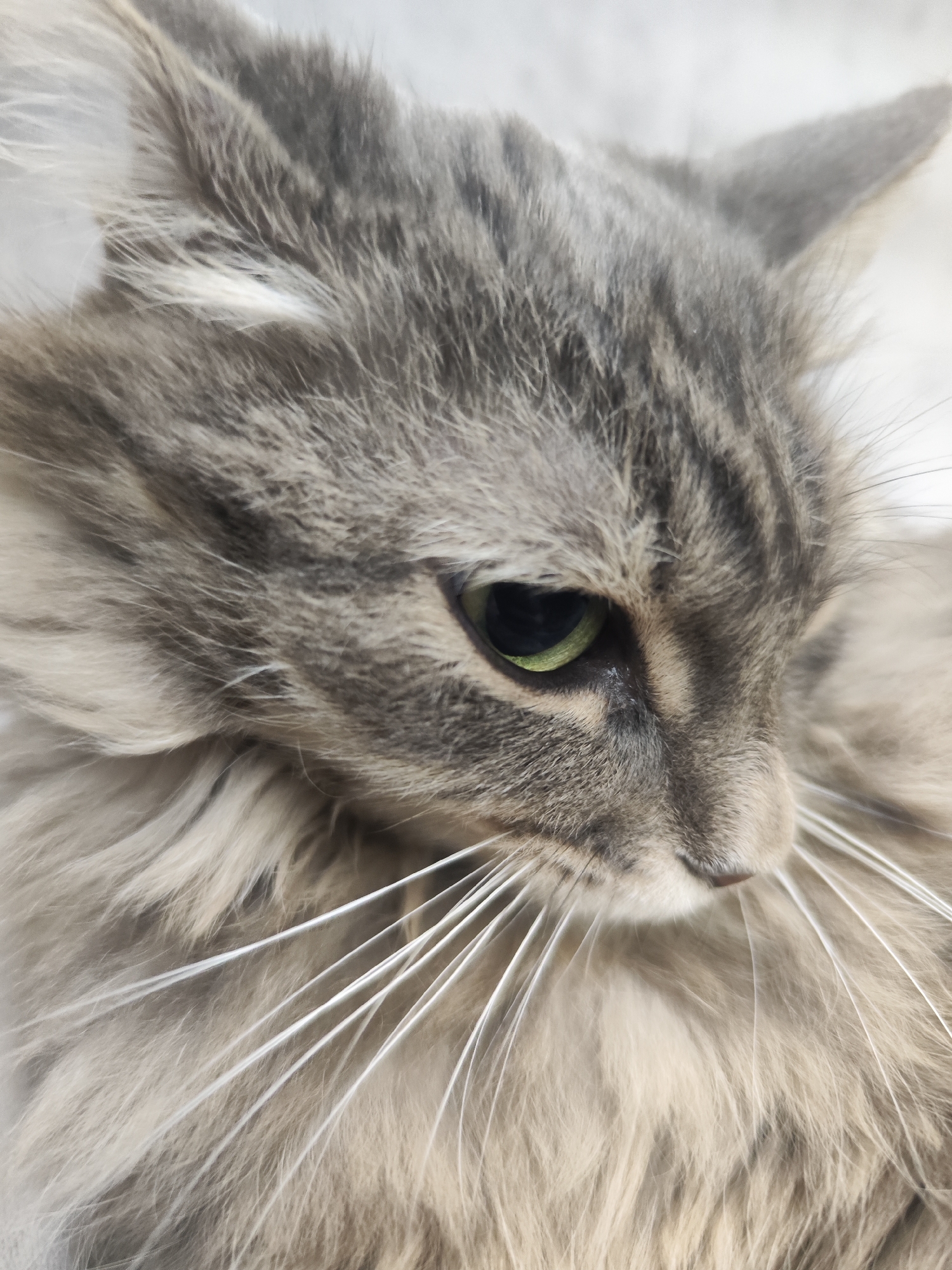 Gray tabby cat photographed resting on garment