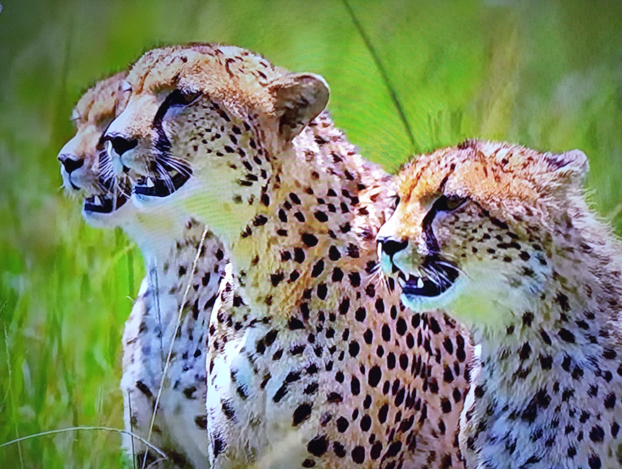 Wildlife and nature imagery across species and habitats