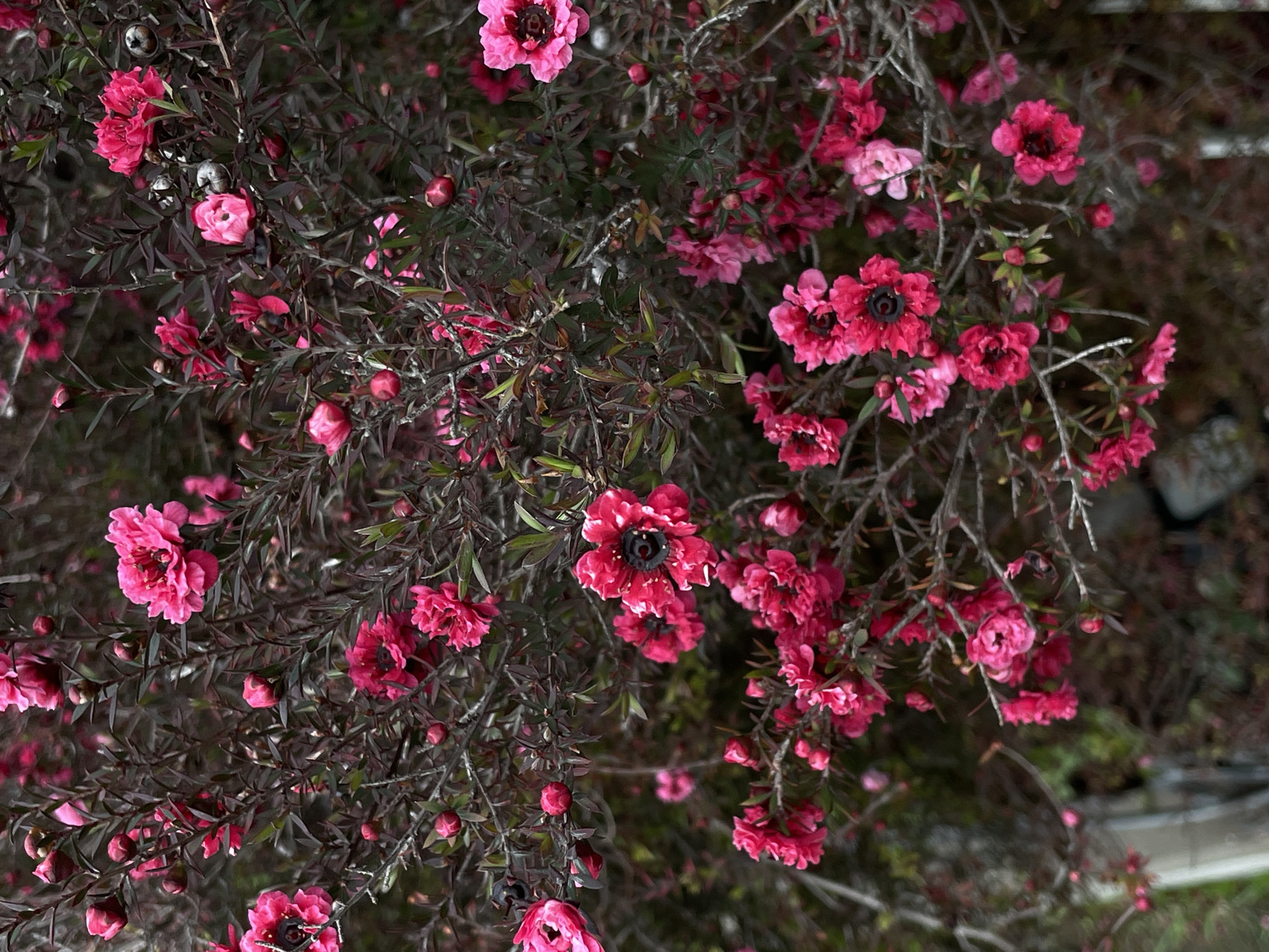 Spring blooms and chrome ornament observed in Sochi
