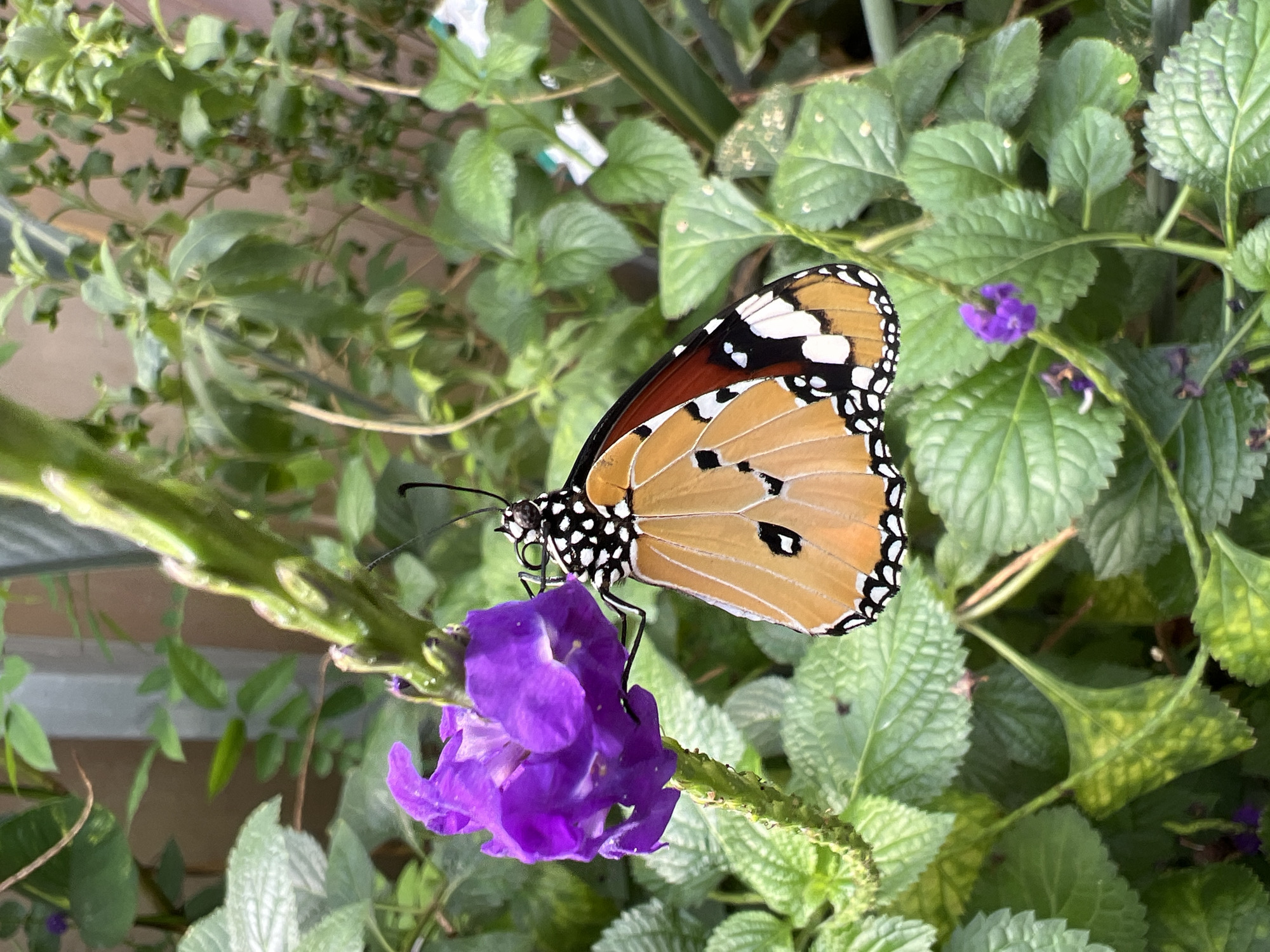 Butterflies spotted feeding on flowers and fruit in London garden