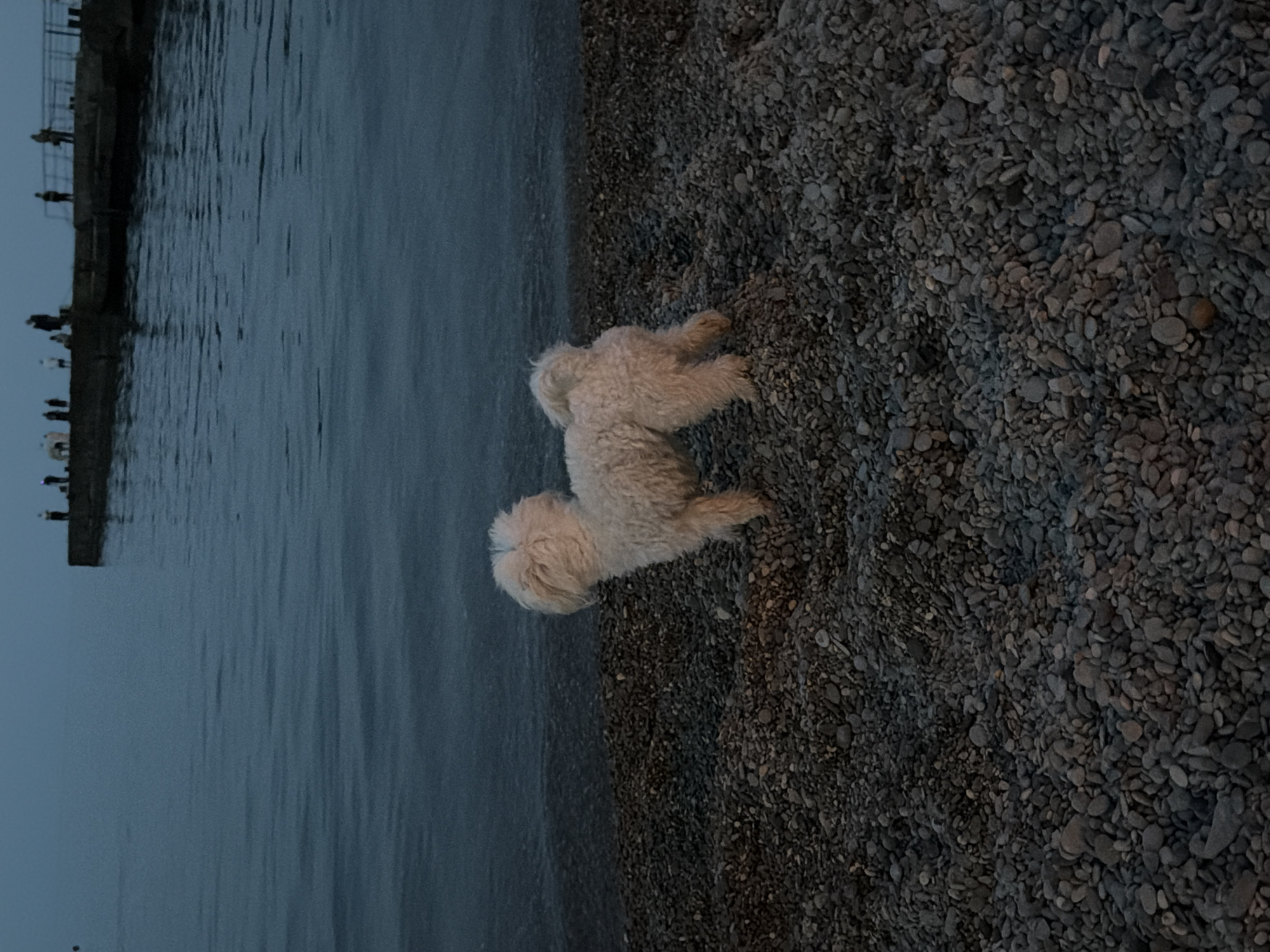 Evening beach hangout in Partenit with a fluffy white dog