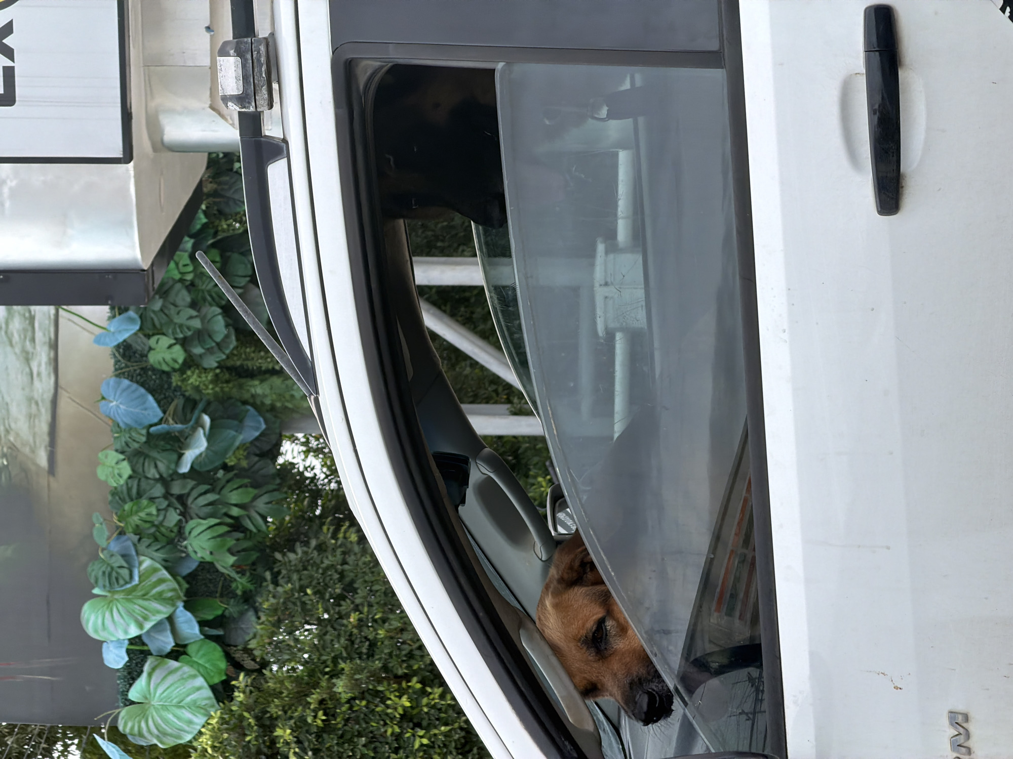 Dog in a truck, roadside chickens, and snacks in Choeng Thale