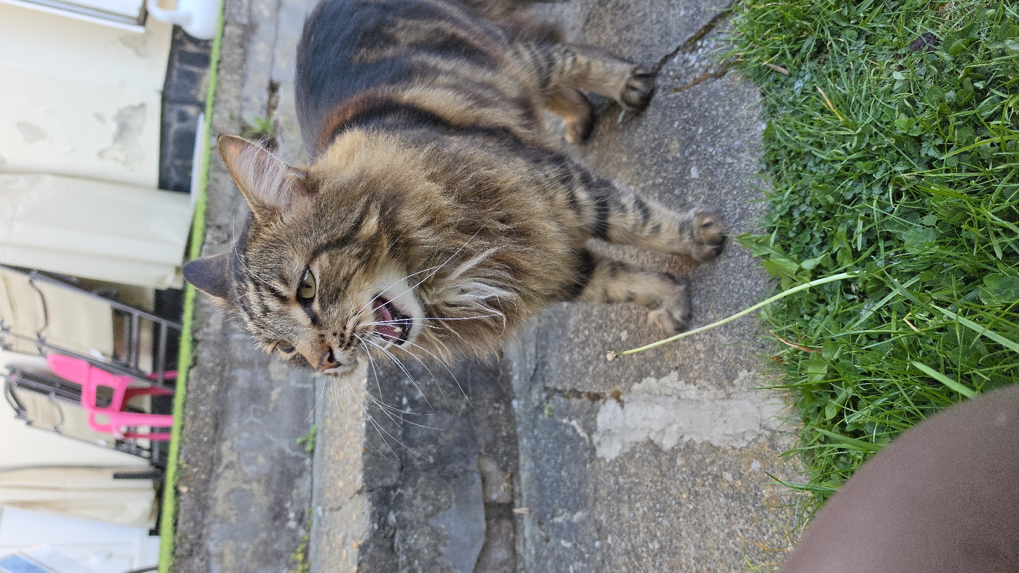 Tabby cat photographed during outdoor interaction in London