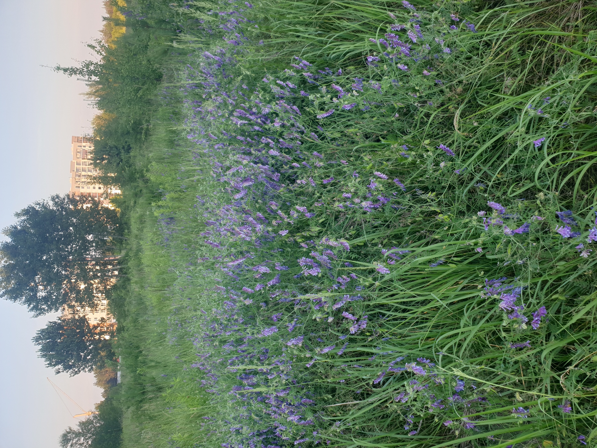 Afternoon wildflower picking in a sunny meadow