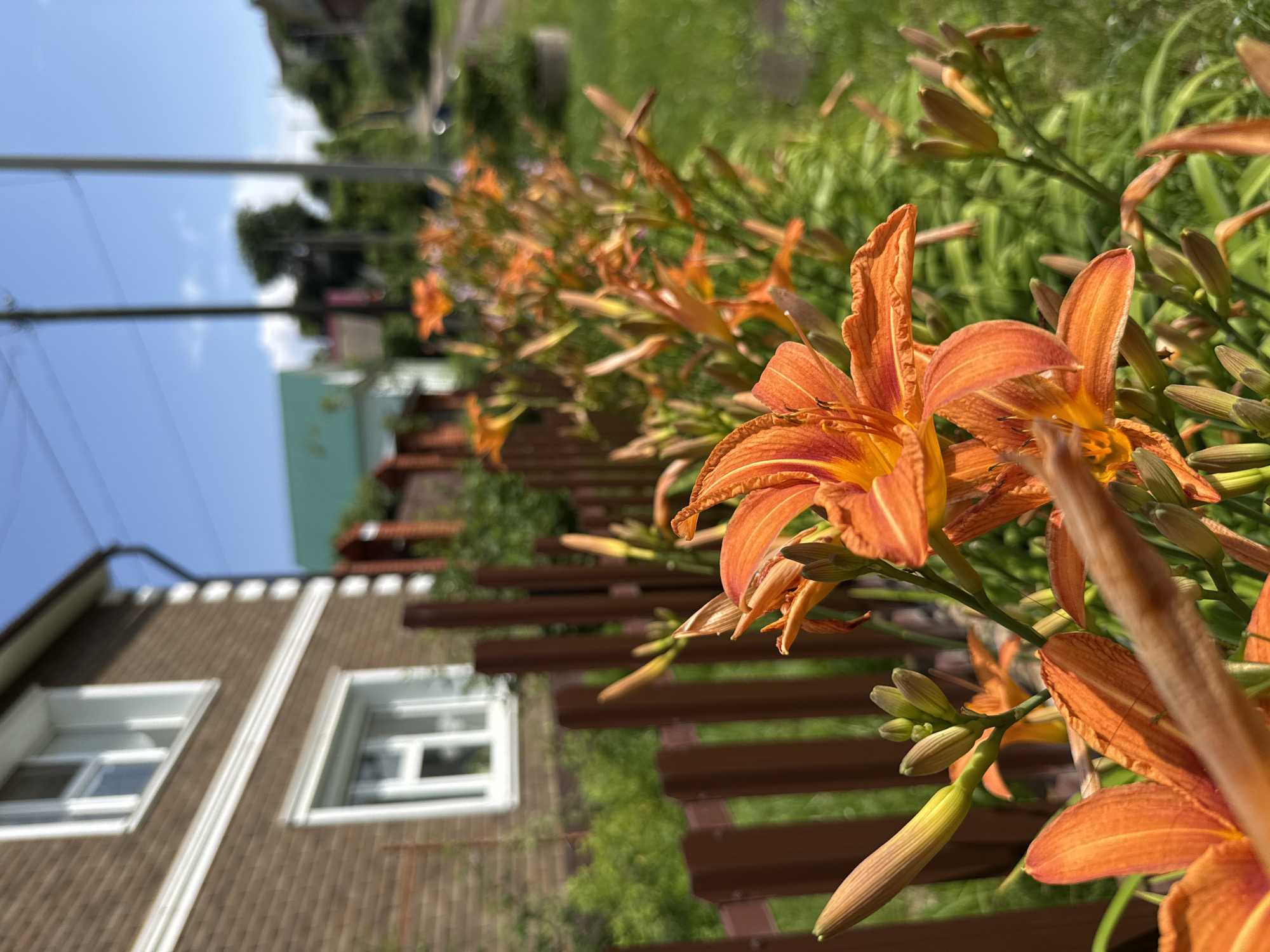 Garden flowers and home décor in a Votkinsk residence