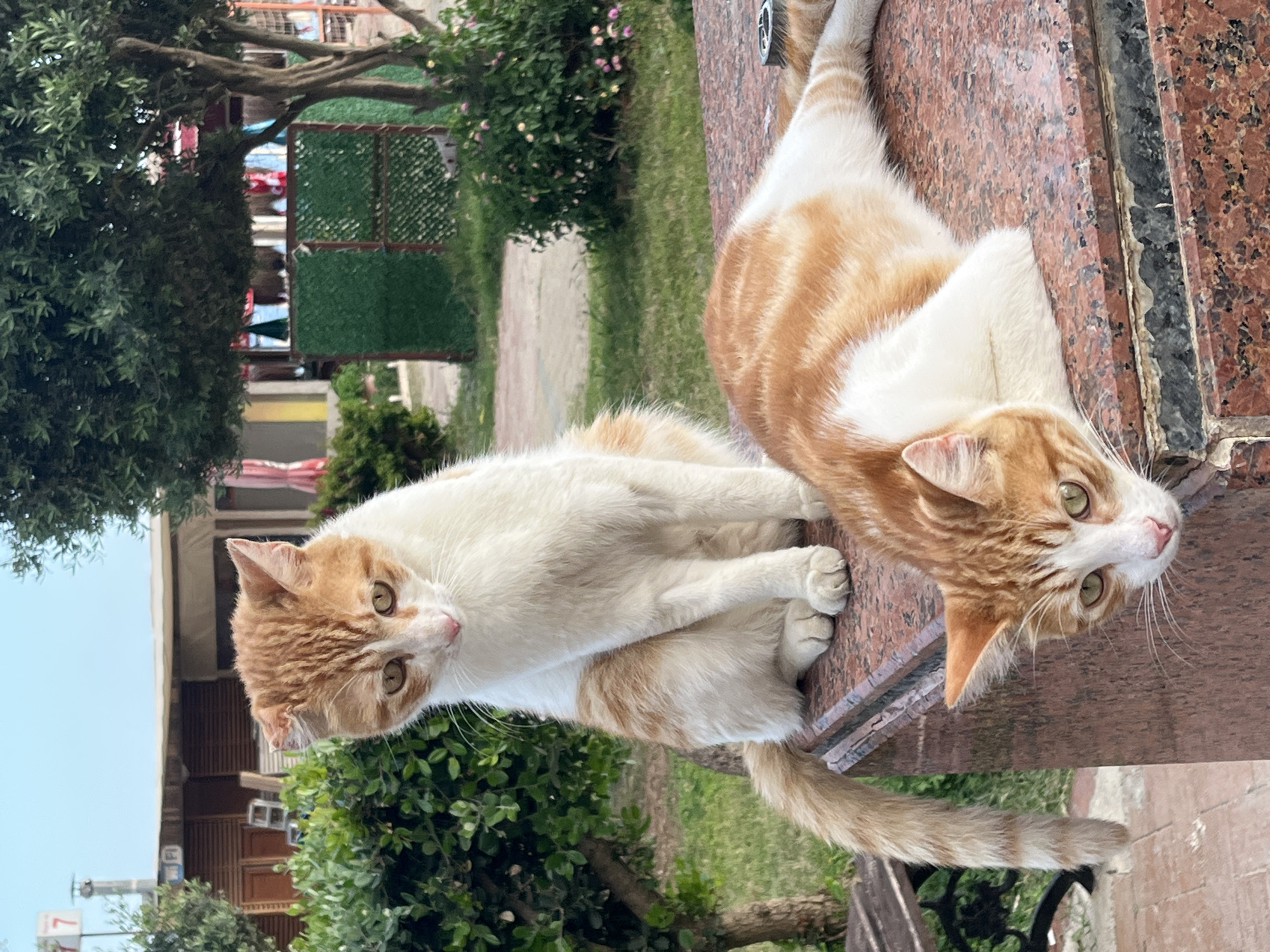 Two cats lounge on granite structure near Alanya beach