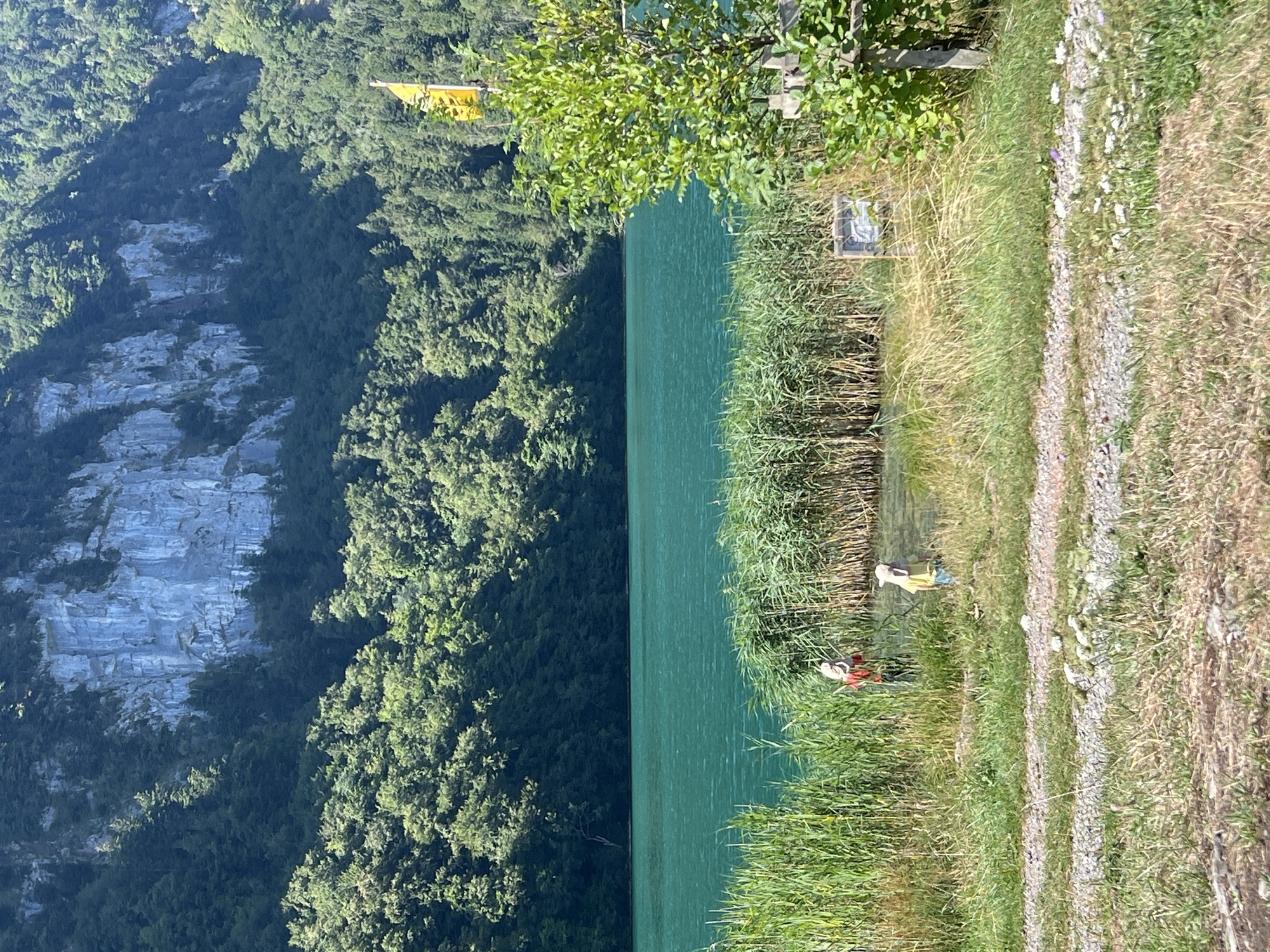 Turquoise alpine lake framed by reeds and forested peaks, Seelisberg