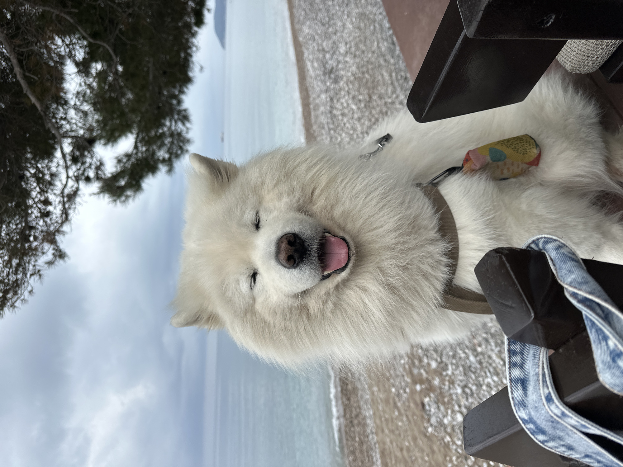Morning coffee break with Samoyed dog in coastal Montenegro