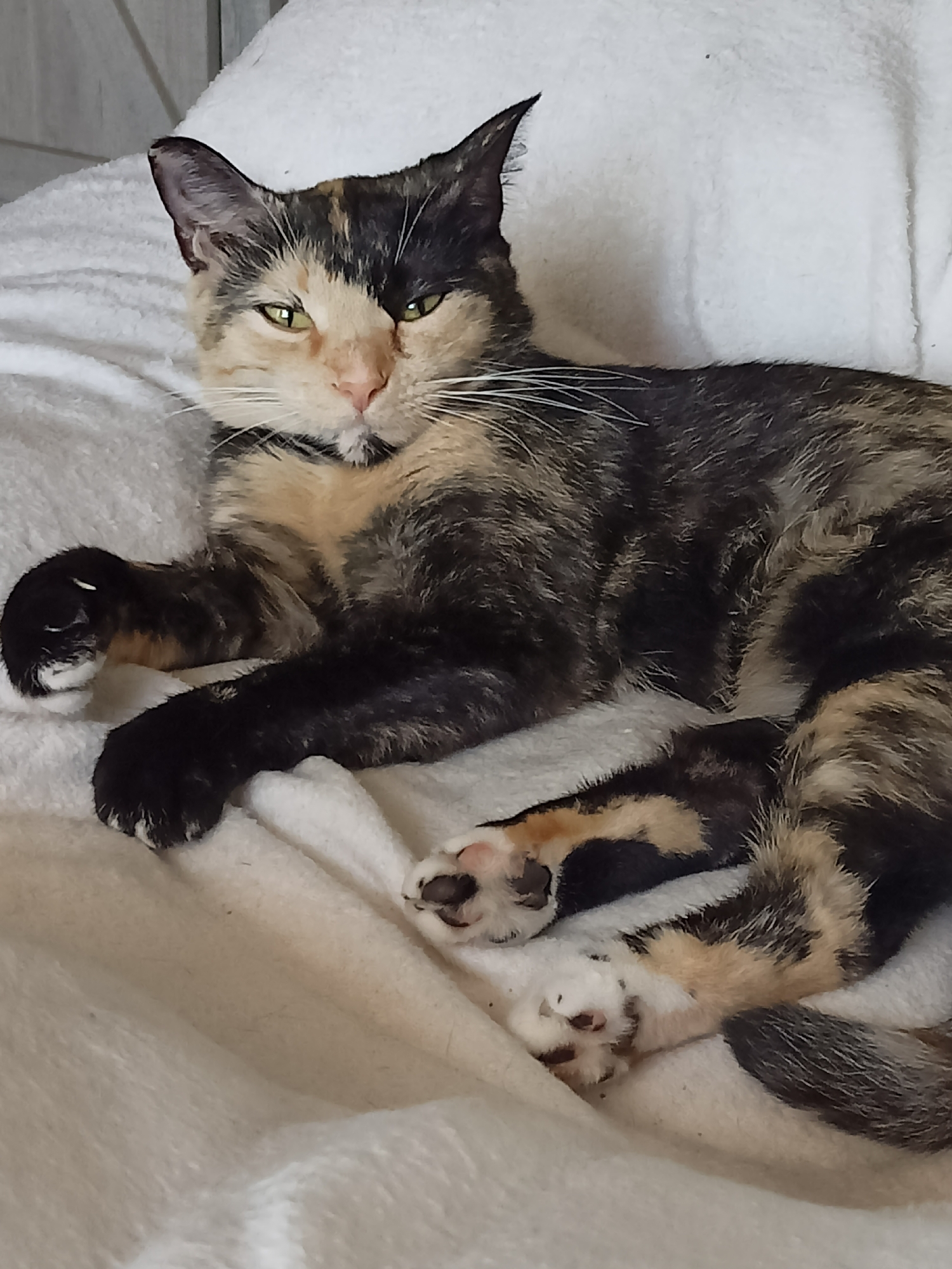 Calico cat relaxing and grooming on soft blankets in Amarillo