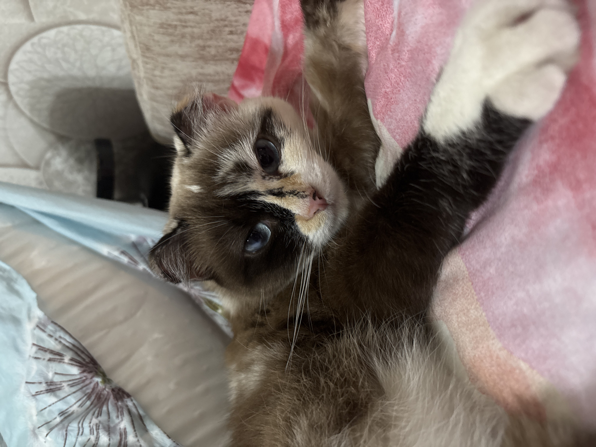 Cat rests peacefully on blankets in Russian home