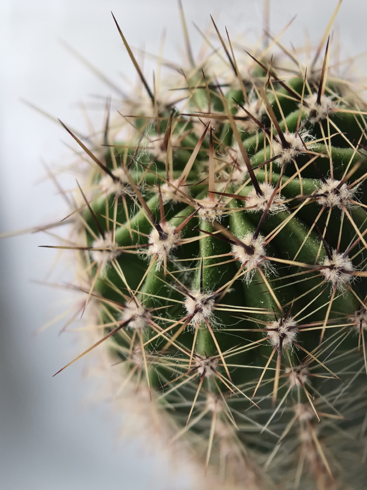 Botanical observations capture cactus and young potted plant