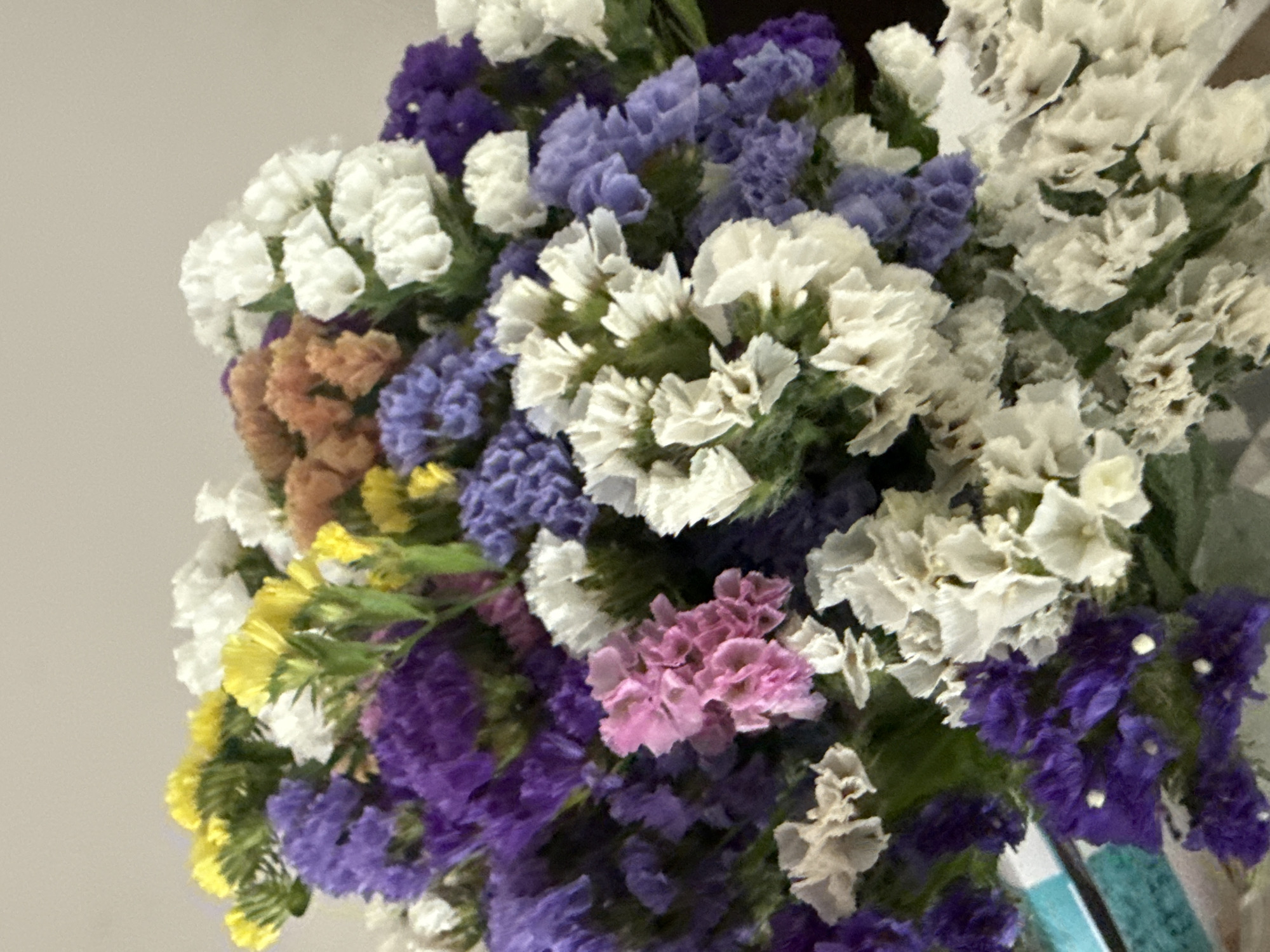 Colorful dried Statice bouquet photographed up close in Sochi