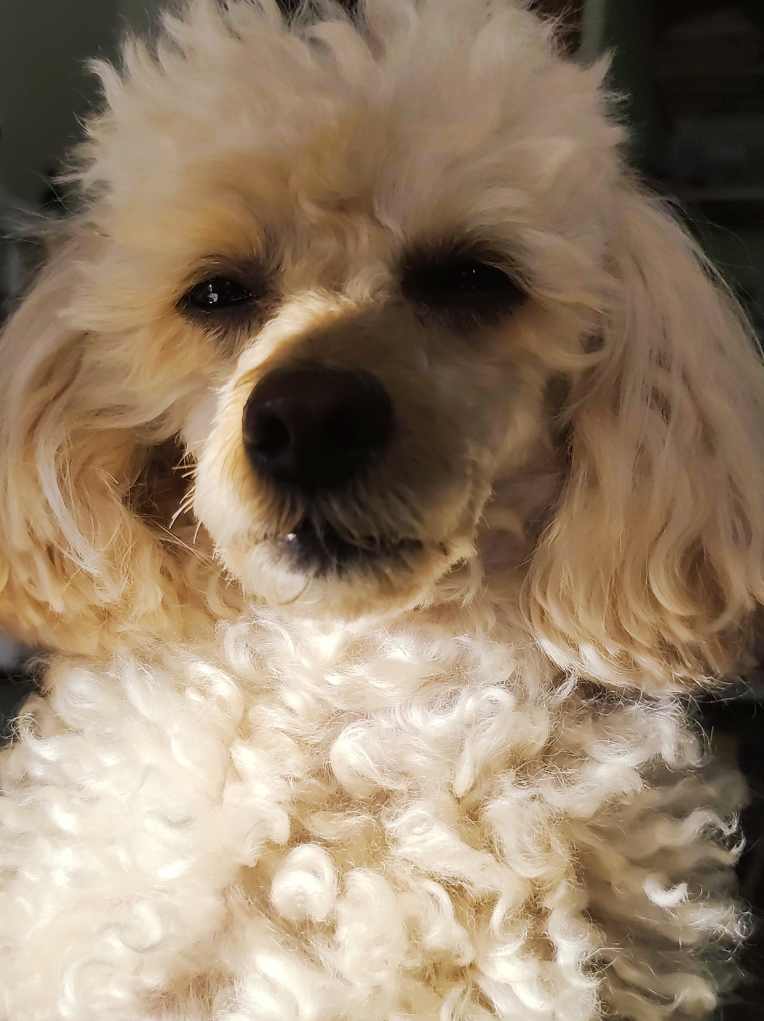 Family moment with poodle captured in Chaikovsky bedroom