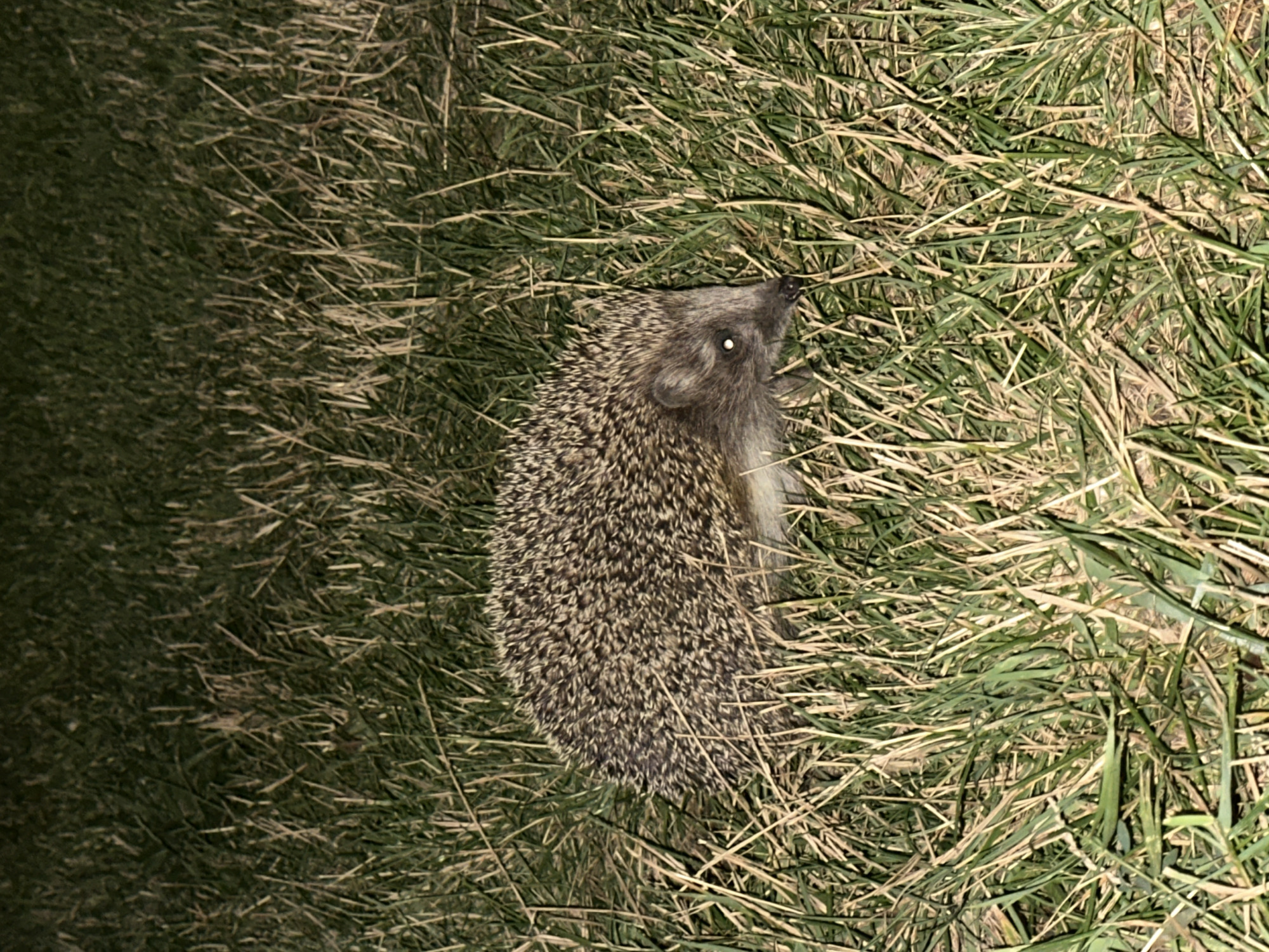 Hedgehog partly hidden in dry summer grass