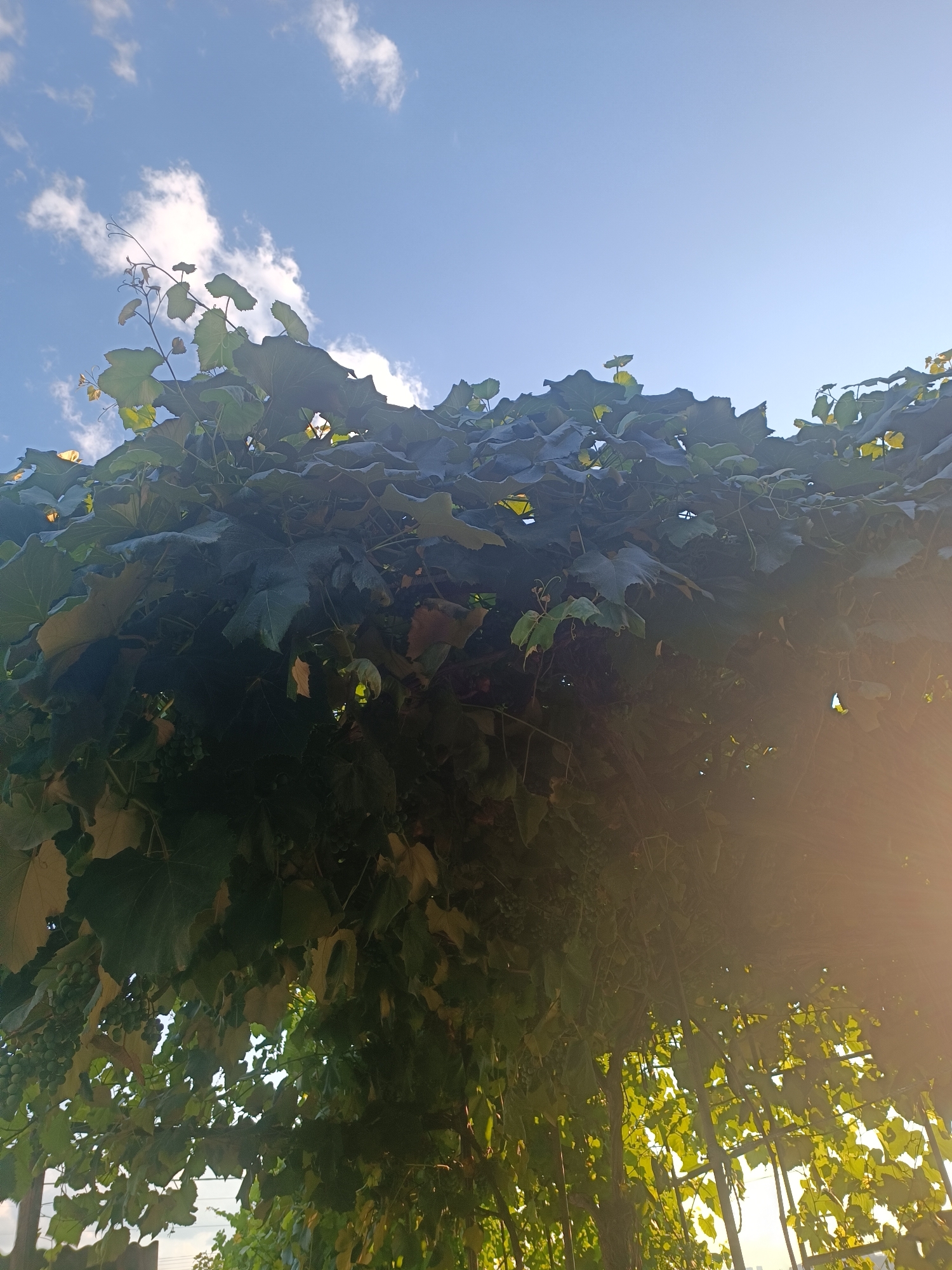Summer afternoon details: grapes, roses, and fresh fruit in Chișinău