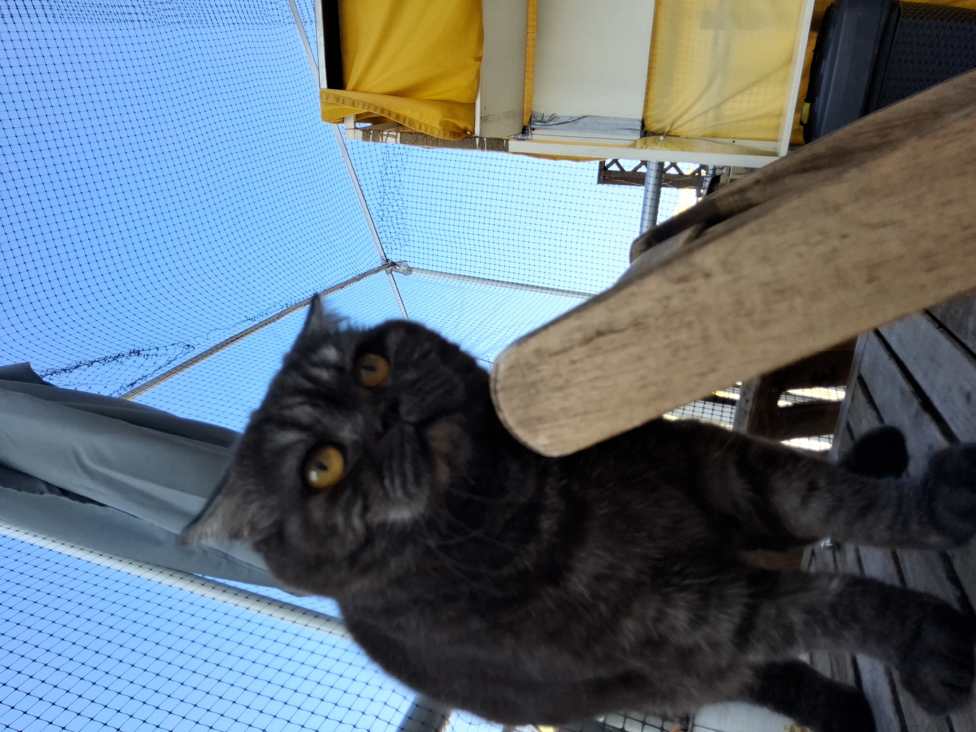 Cats lounging, climbing, and balcony-watching in Warsaw