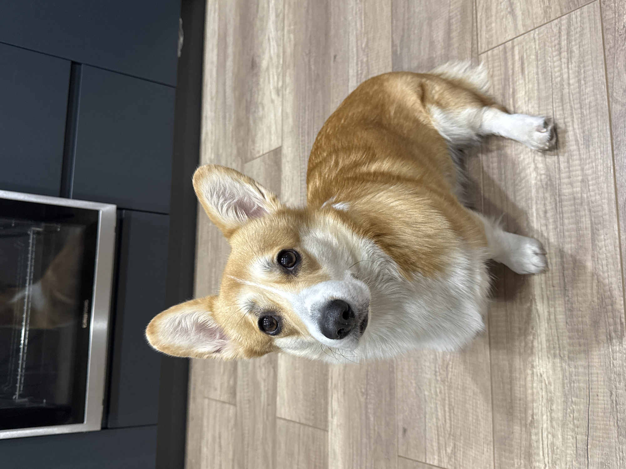 Woman takes selfies with corgi in Russian kitchen