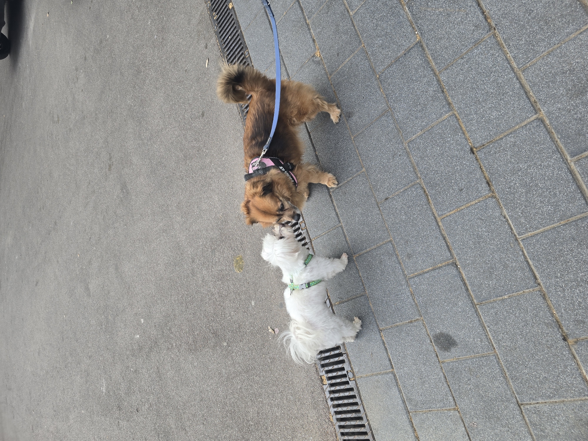Morning street life: dogs play, worker handles windows