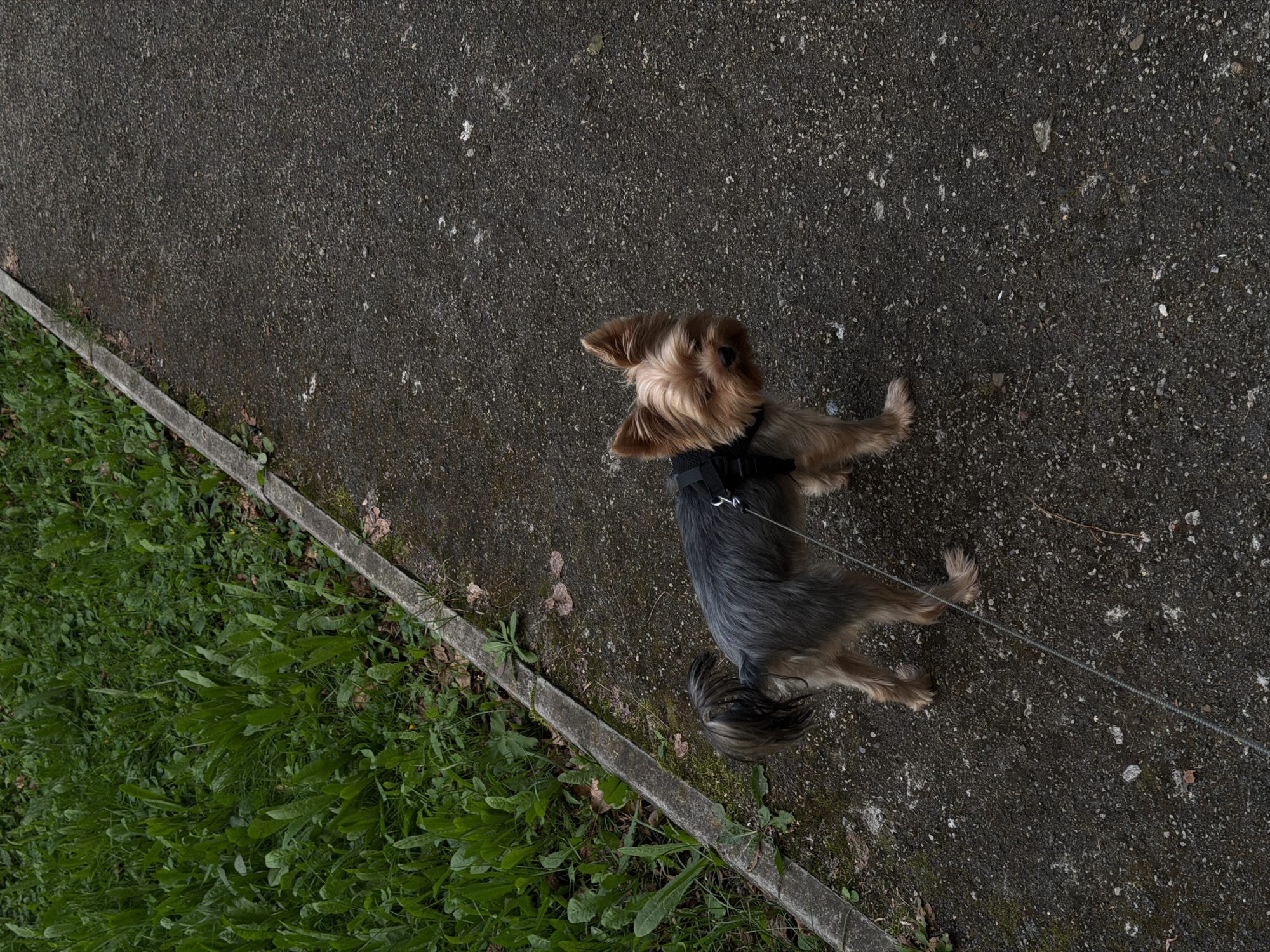 Evening dog walk through a Perm residential neighborhood