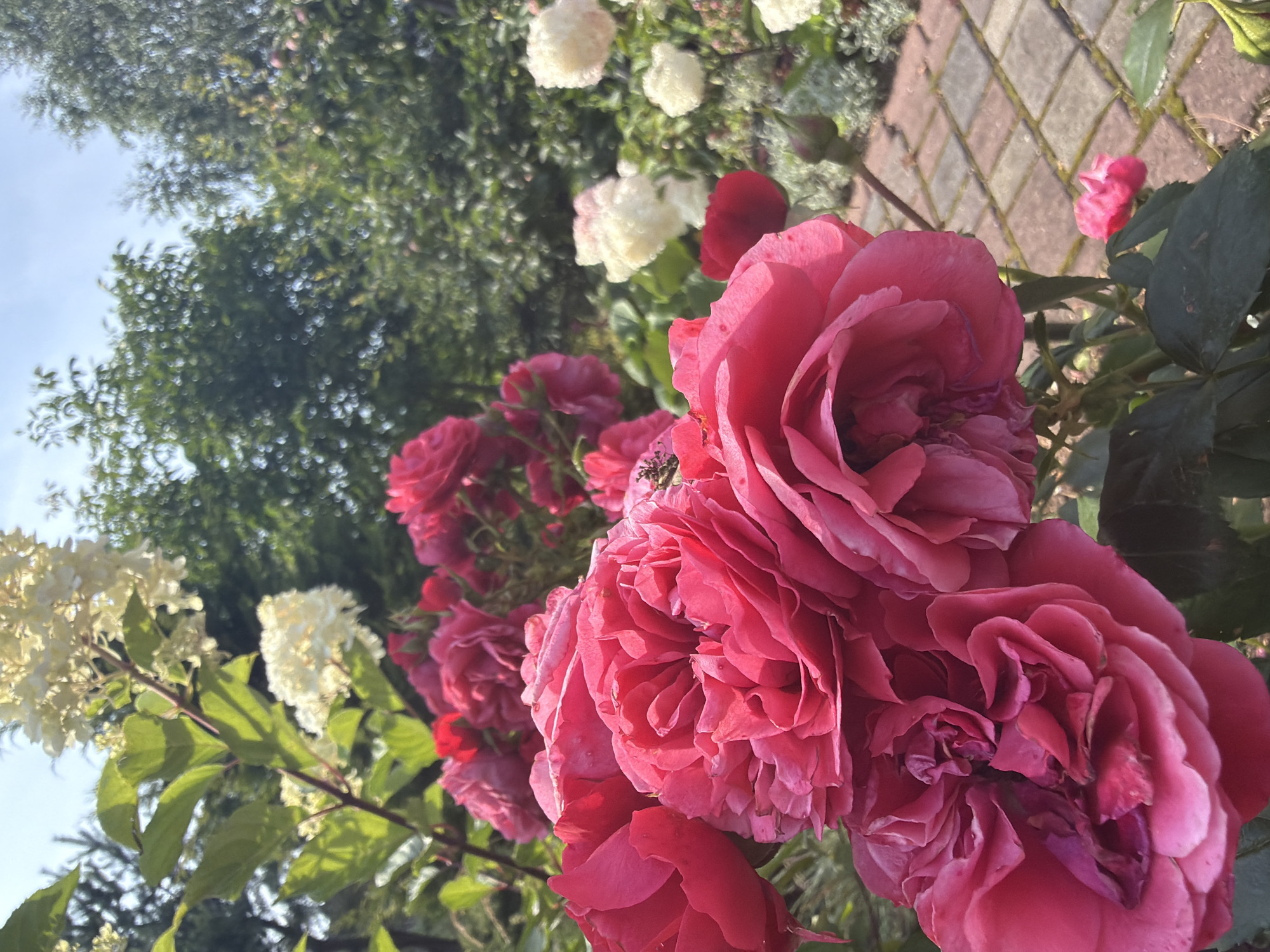 Summer garden in Ladushkin, roses and blooms up close