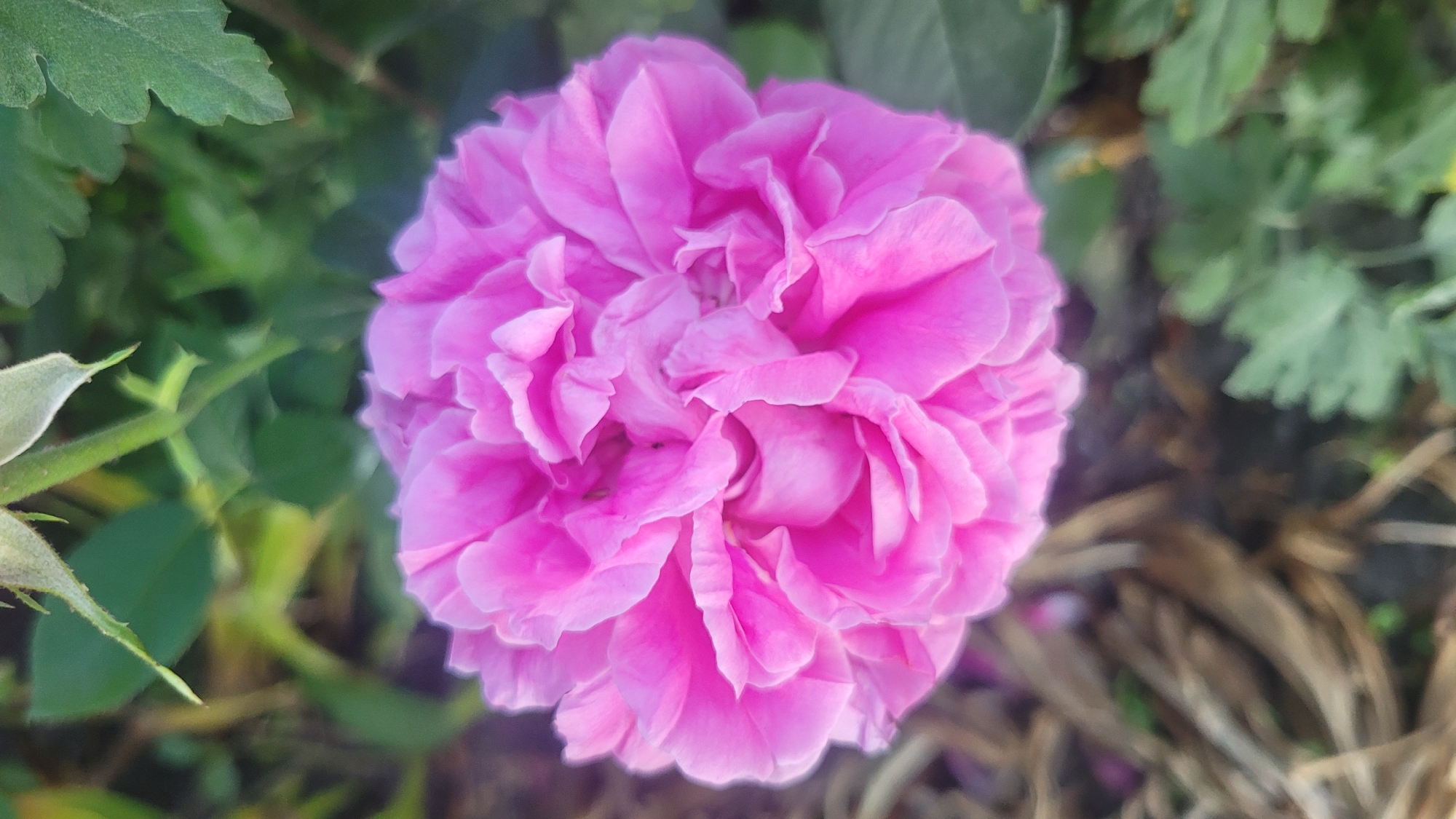 Garden walk: flowers, fruit, lawn, and a sandbox at dusk