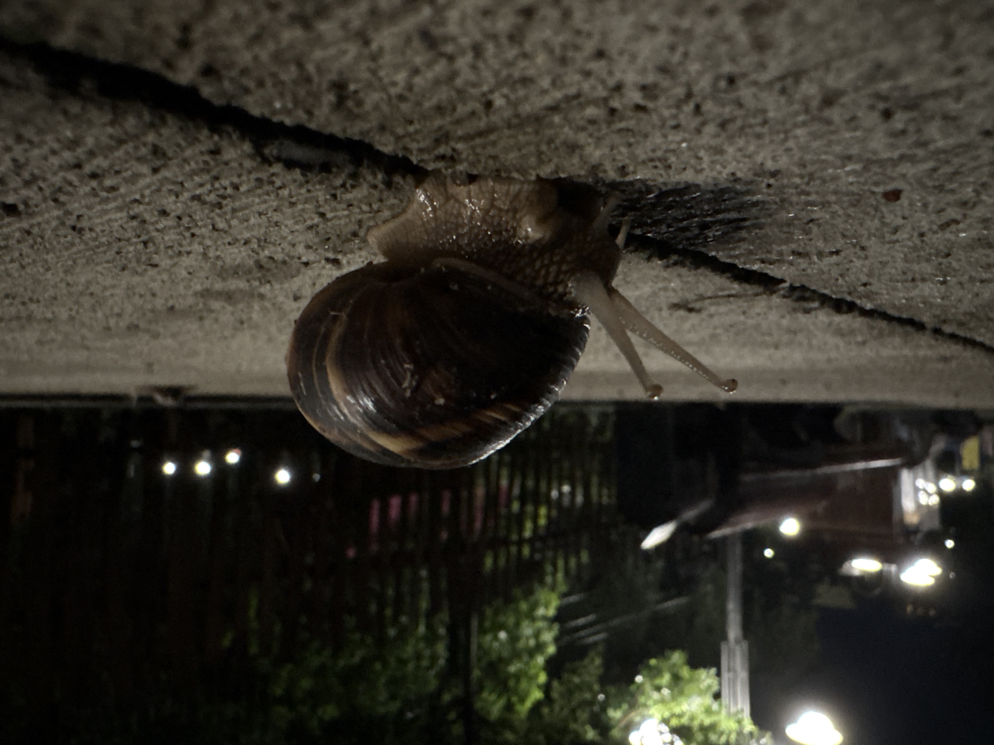 Snail spotted on cracked sidewalk in Tbilisi at night