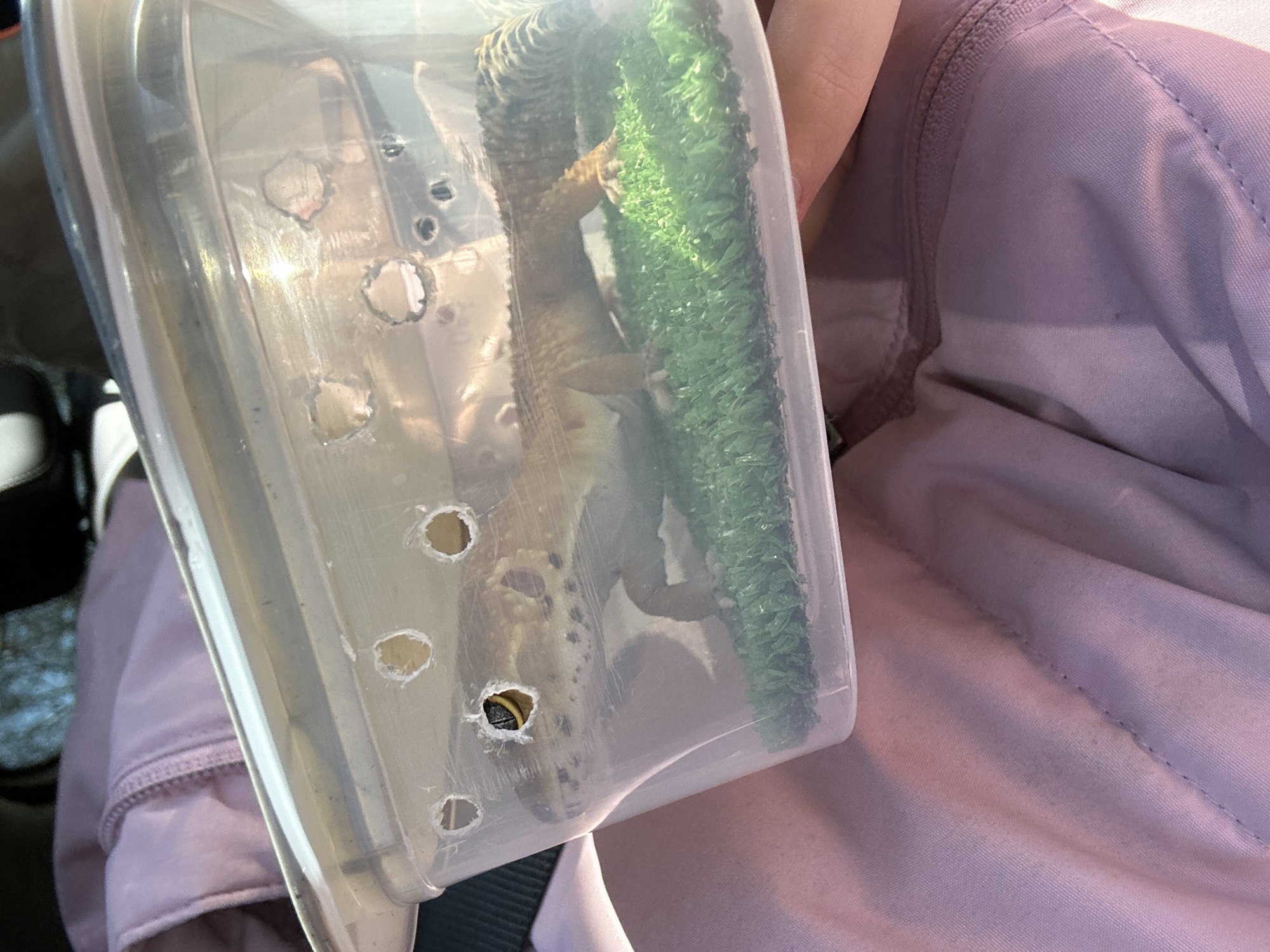 Pet owner transports gecko through Moscow with cat companion