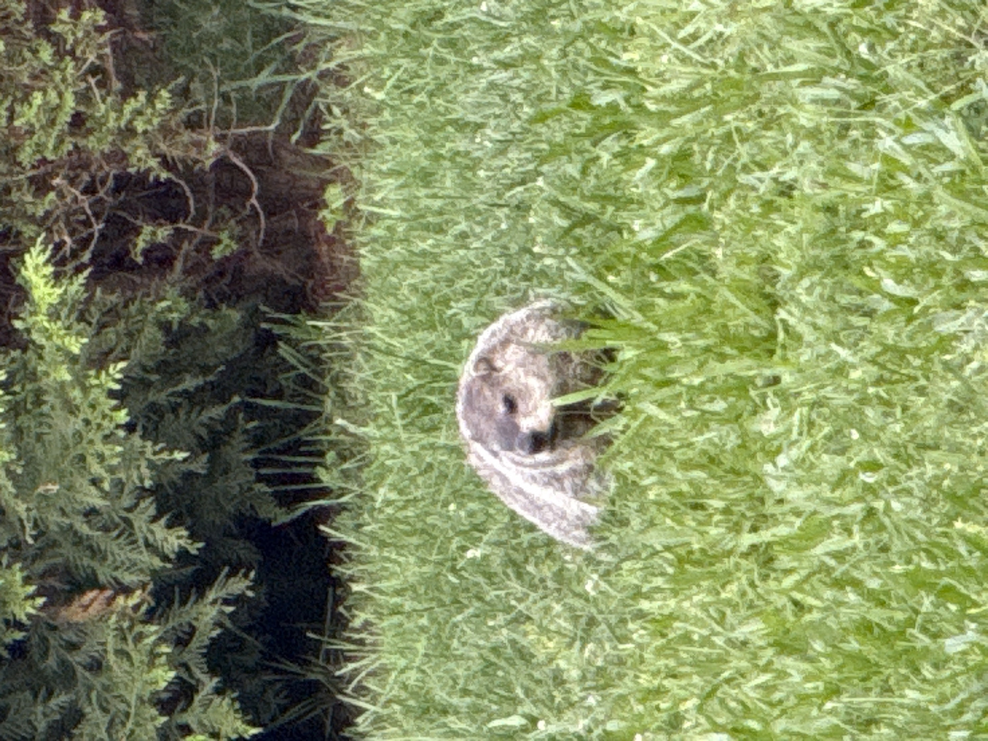 Groundhog grazing in a Pennsylvania field, caught from two angles