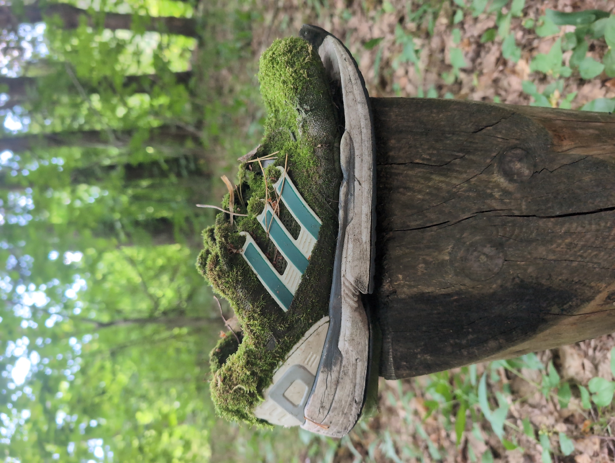 Moss-covered Adidas sneaker left on a cracked wooden post