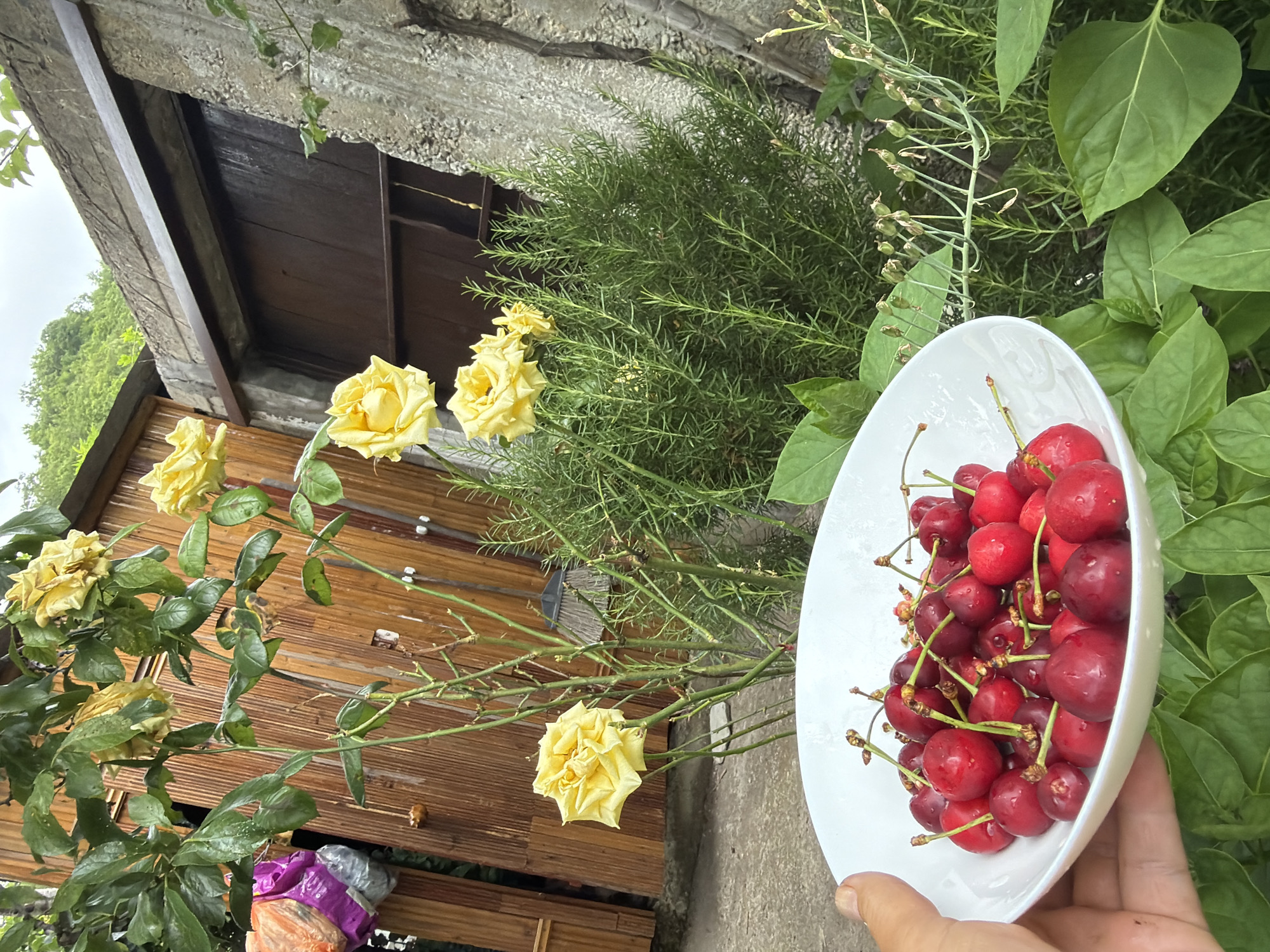 Summer afternoon at a Shepsi home: cats, garden blooms, and cherries