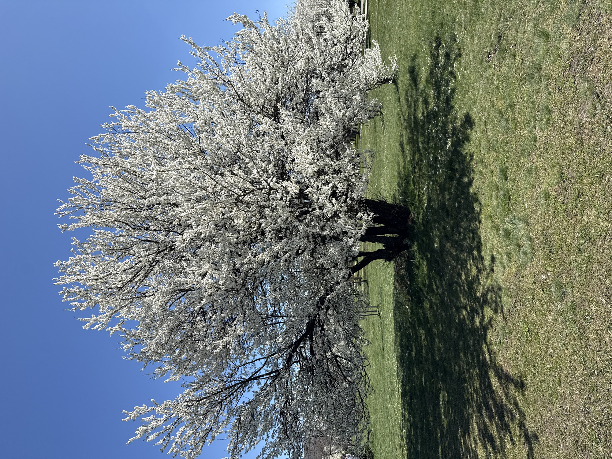 Man photographed by blooming tree in sunny Sofia spring scene