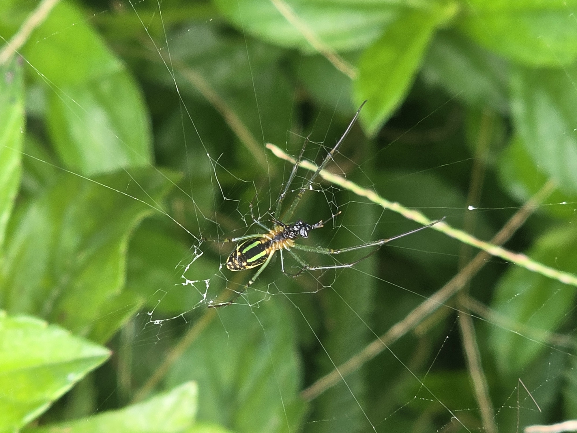 Macro nature details from an Indonesian garden — insects, webs, and plants