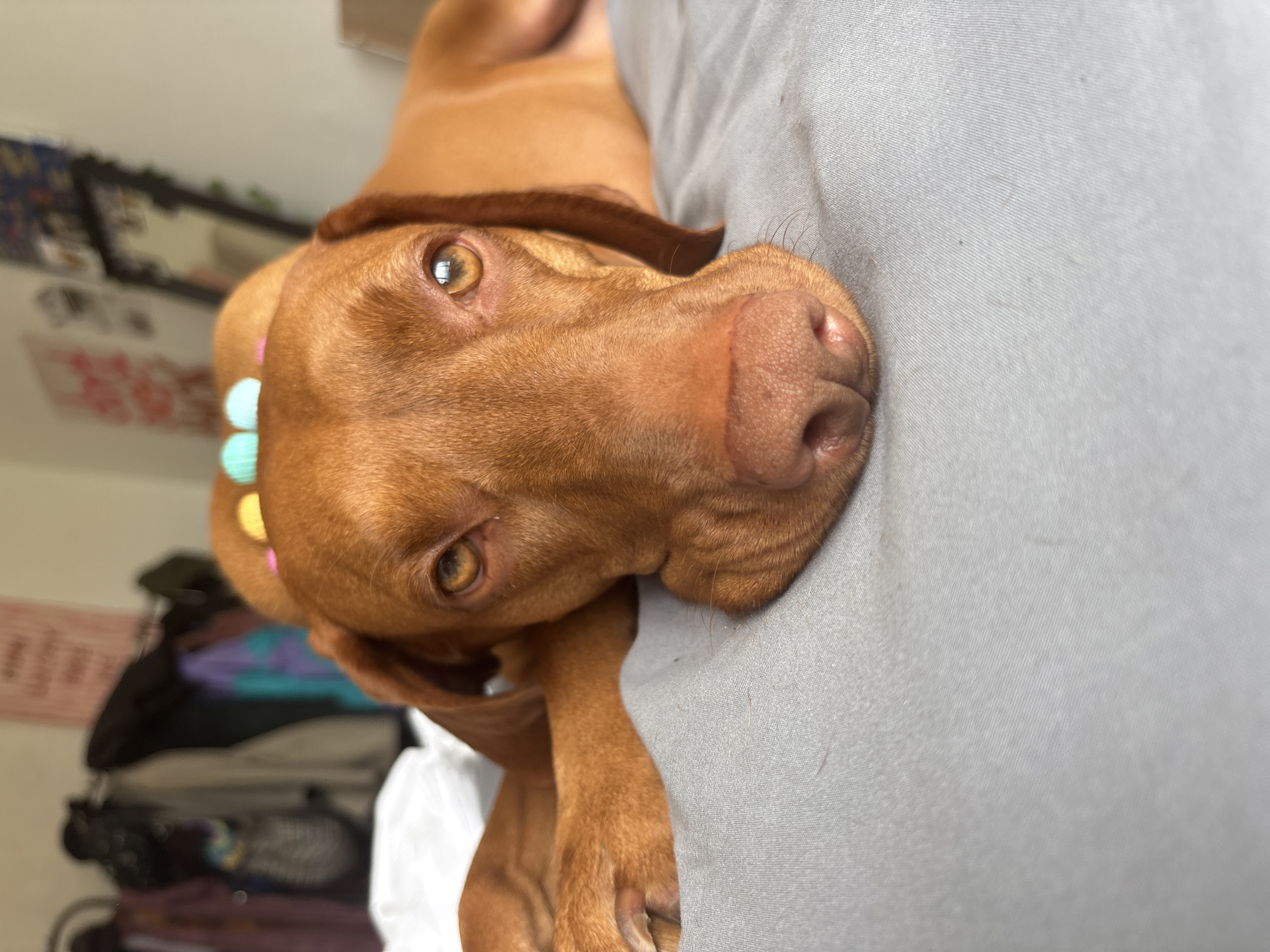 Vizsla dog receives gentle massage treatment in Sofia home