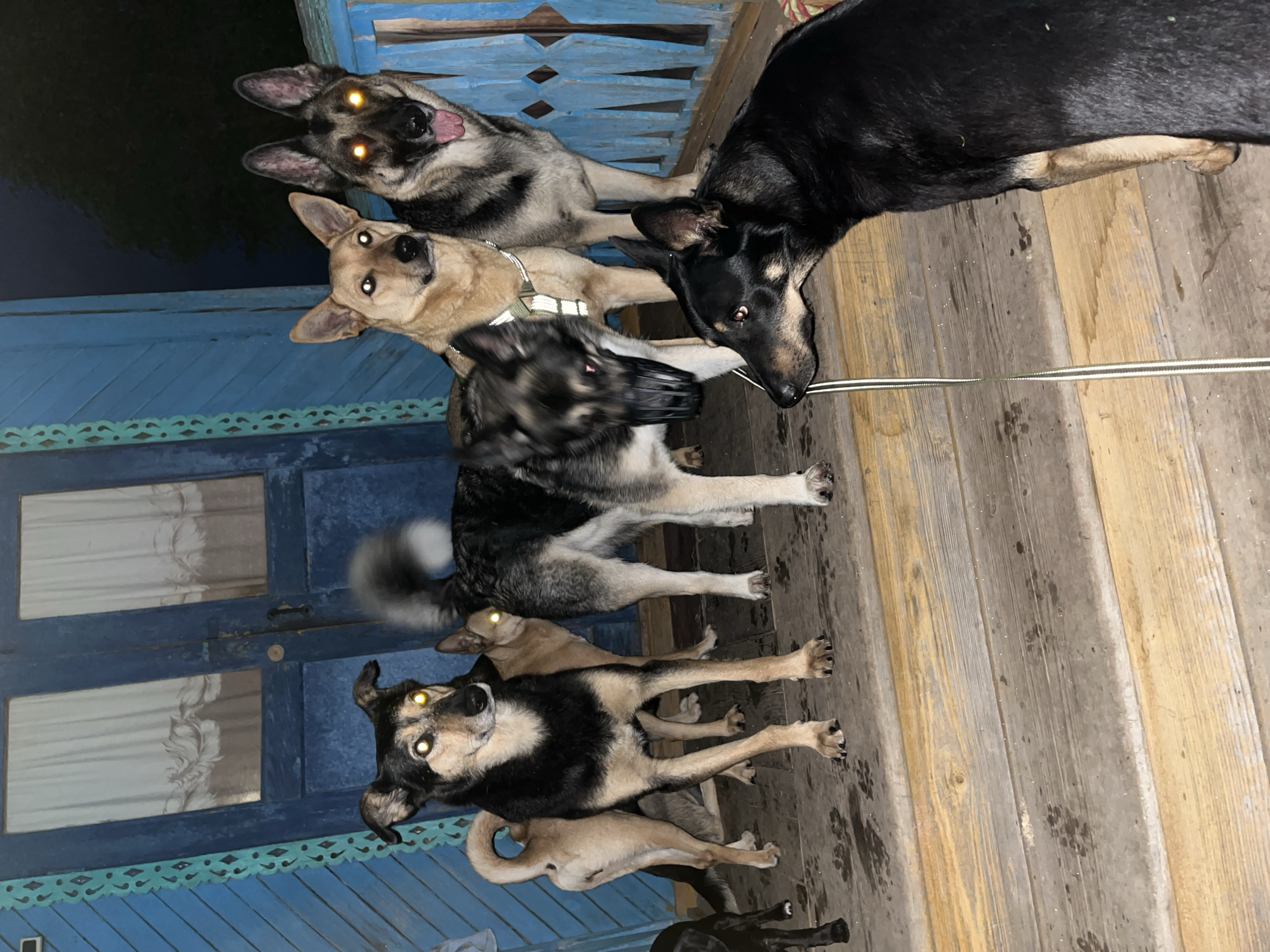 Pet owner documents quiet evening at home in Nizhny Tagil