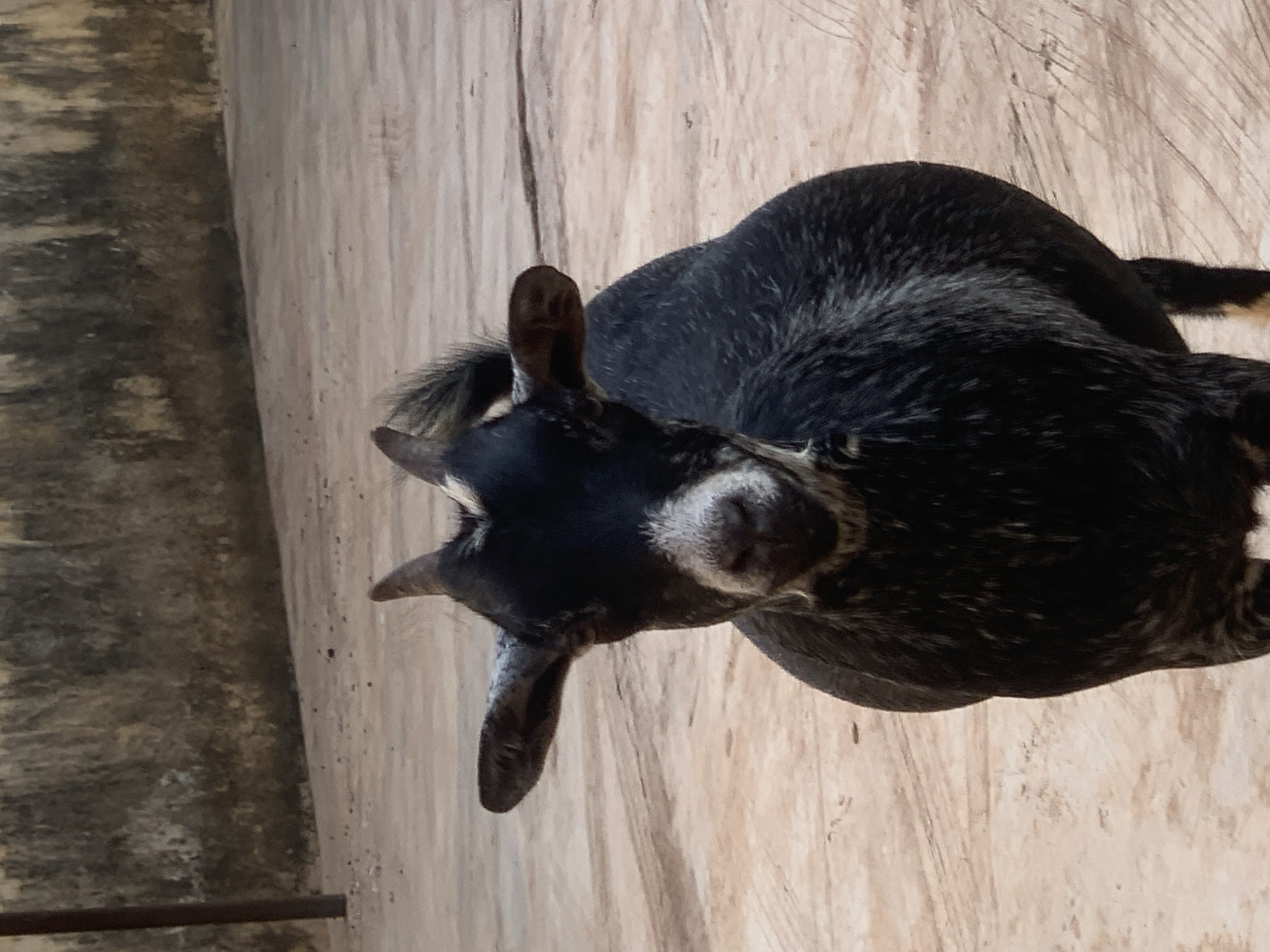 Goats and a dusk sky in Ikorodu, Nigeria