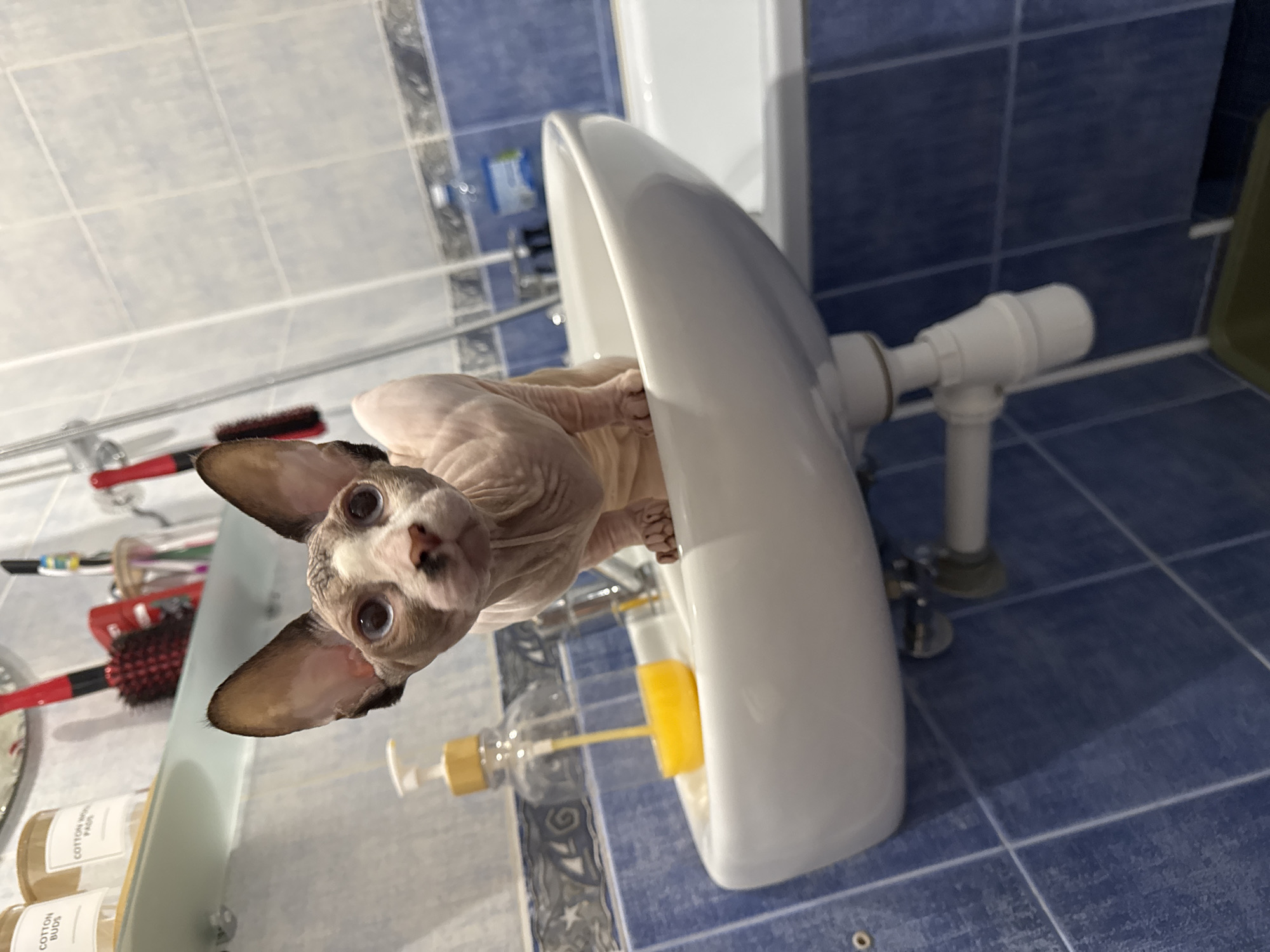 Sphynx cat bathroom exploration session