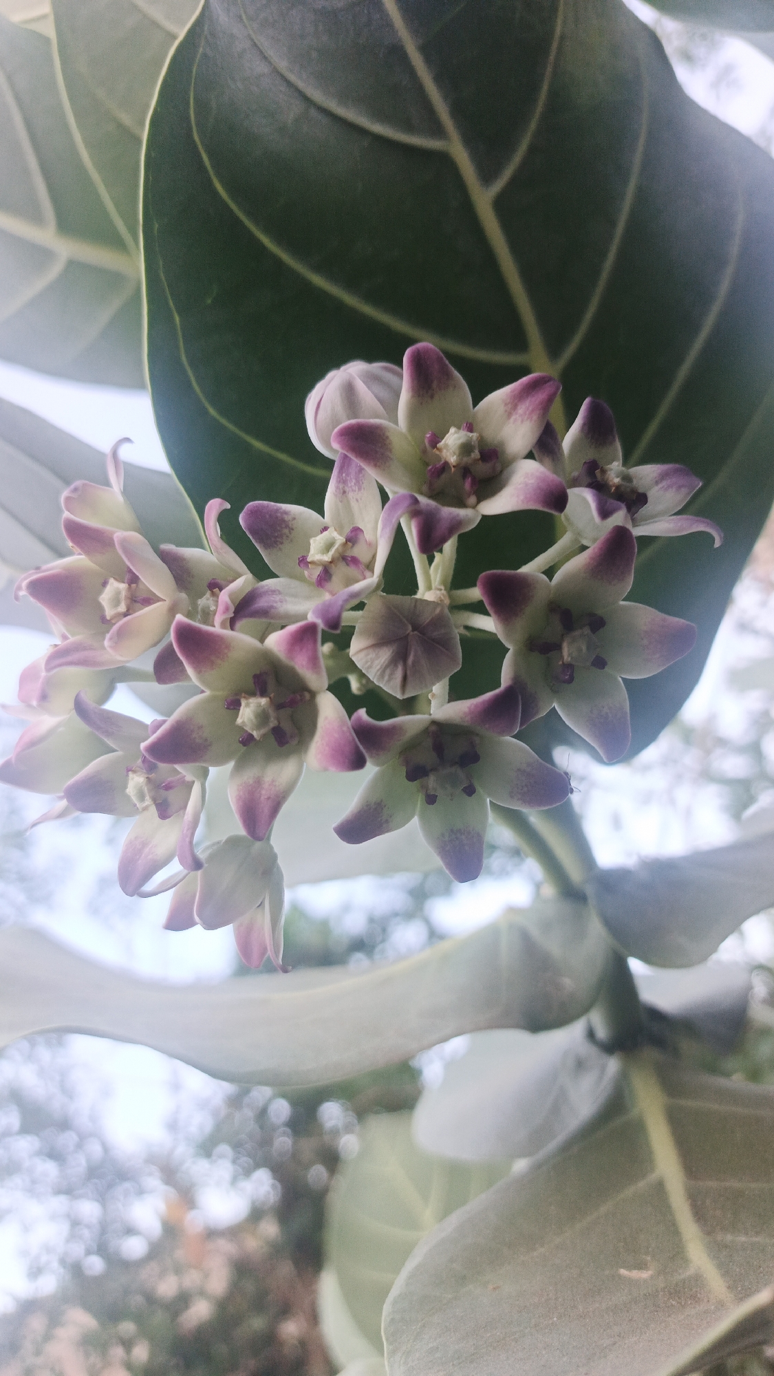 Rural life documented in La Tagua: flowers and foraging chickens