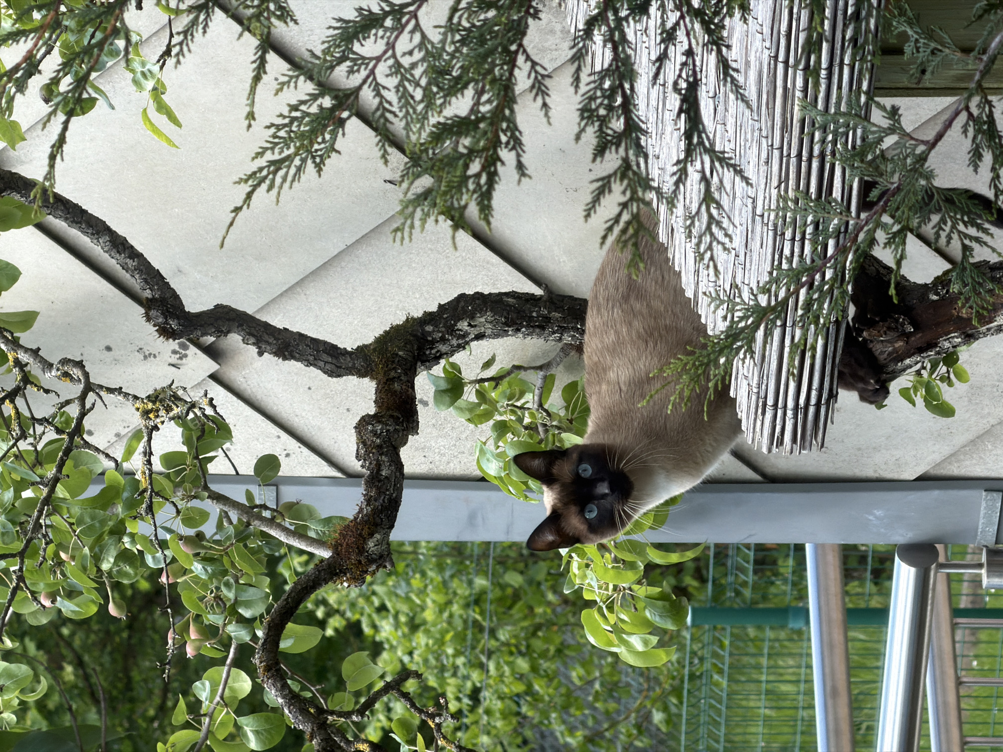 Siamese cat spotted hanging upside down from tree in Luxembourg