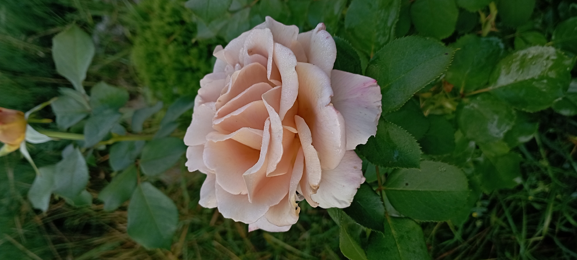 Close-up garden shots of roses, orchids, and one curious cat