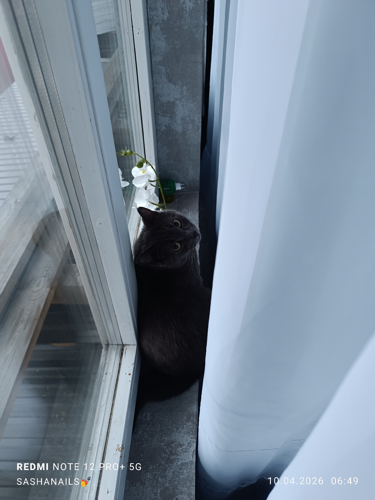 Gray cat photographed on windowsill in Chaikovsky, Russia