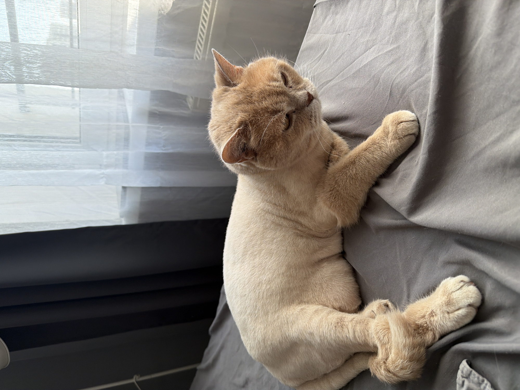 Morning cat videos and chocolate unwrapping documented in Tyumen