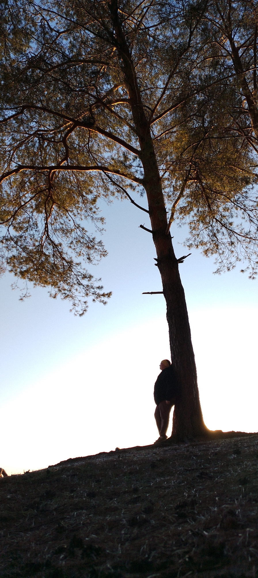 People gather at pine-forested lakeside for sunset viewing