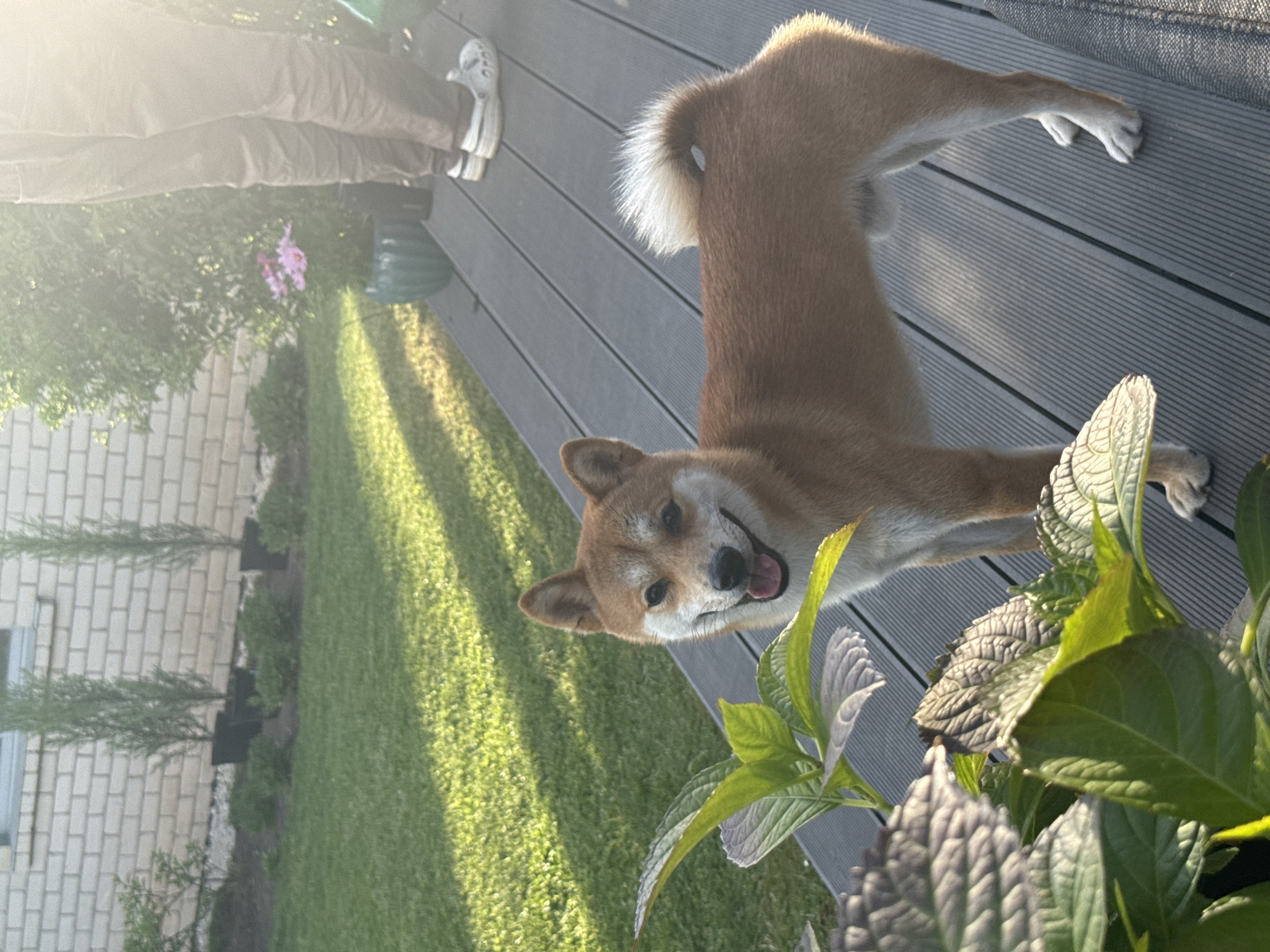 Evening domestic life captured in Carnikava with Shiba Inu