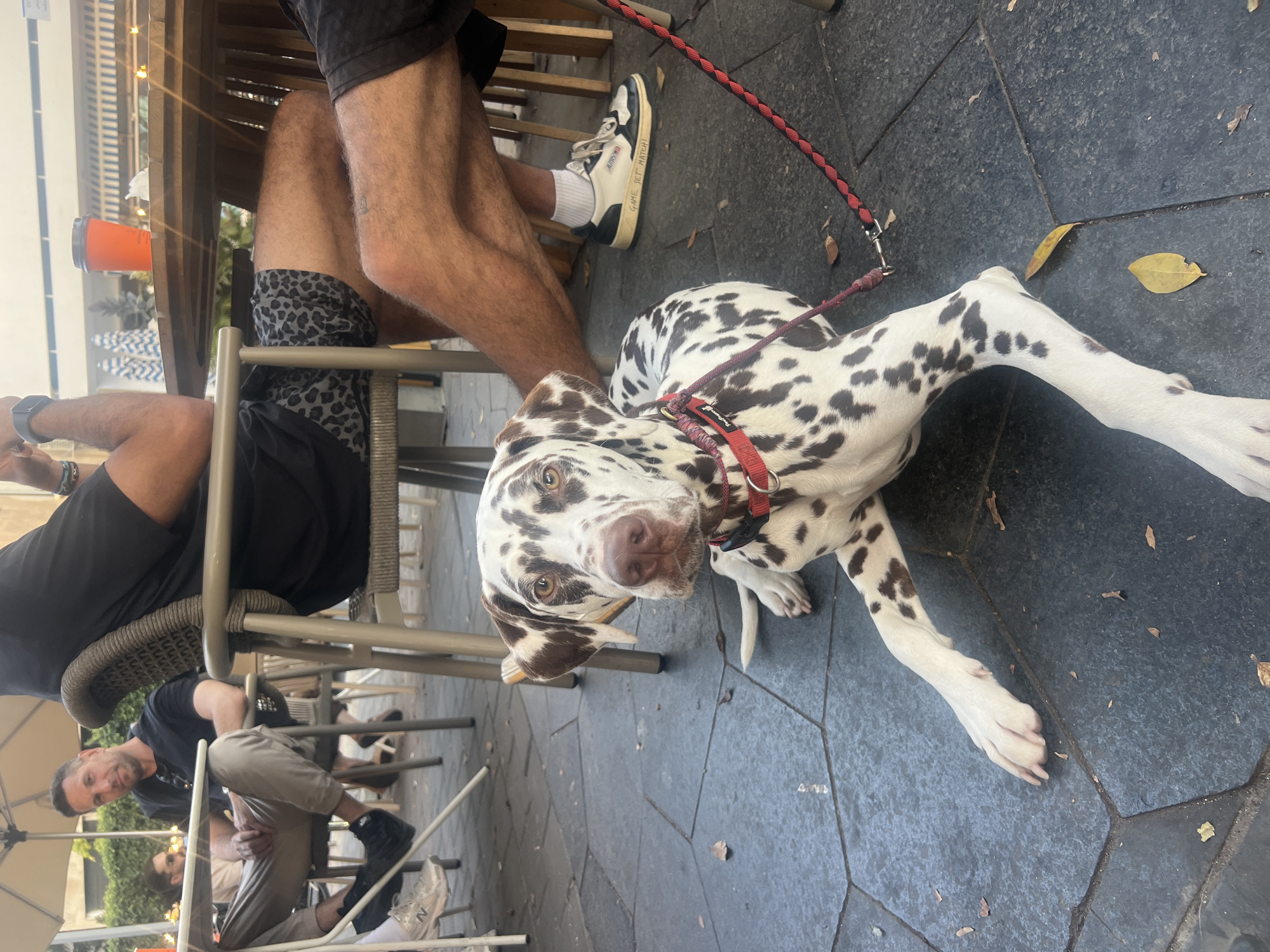 Dalmatian dog spotted resting at Tel-Aviv outdoor cafe