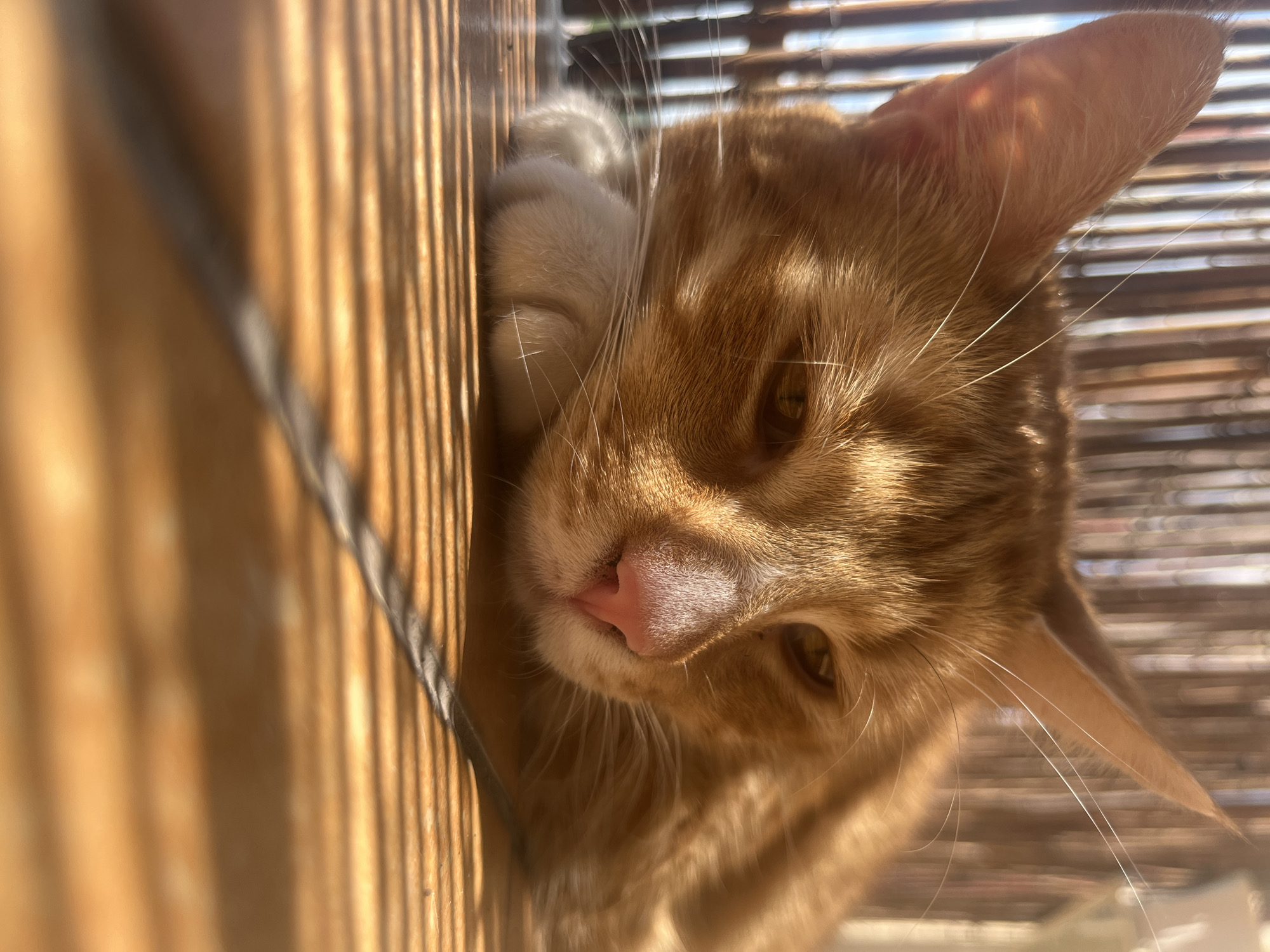 Orange tabby cat's lazy morning in a Zabrze home